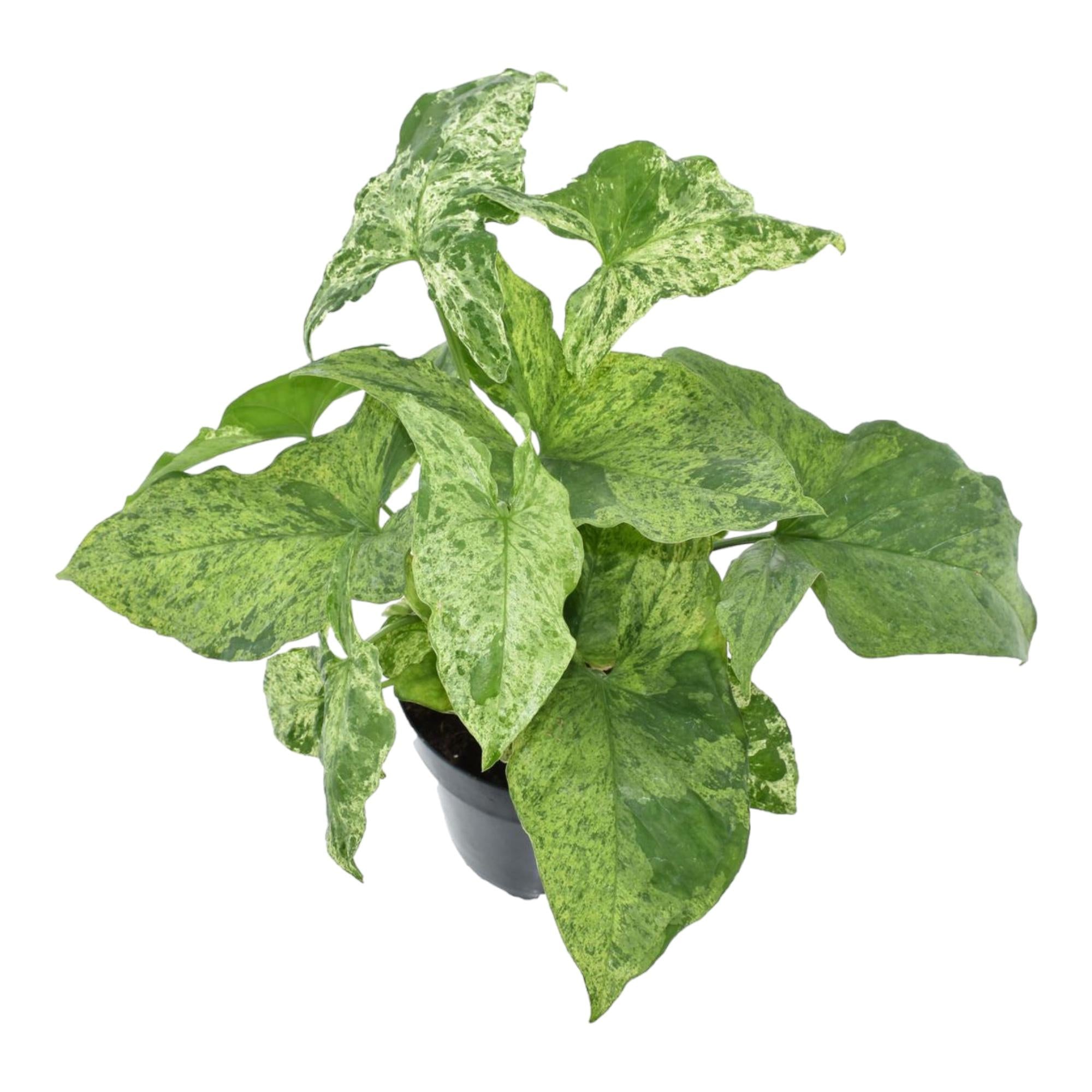 Syngonium Mottled Ø 12 H 25 cm