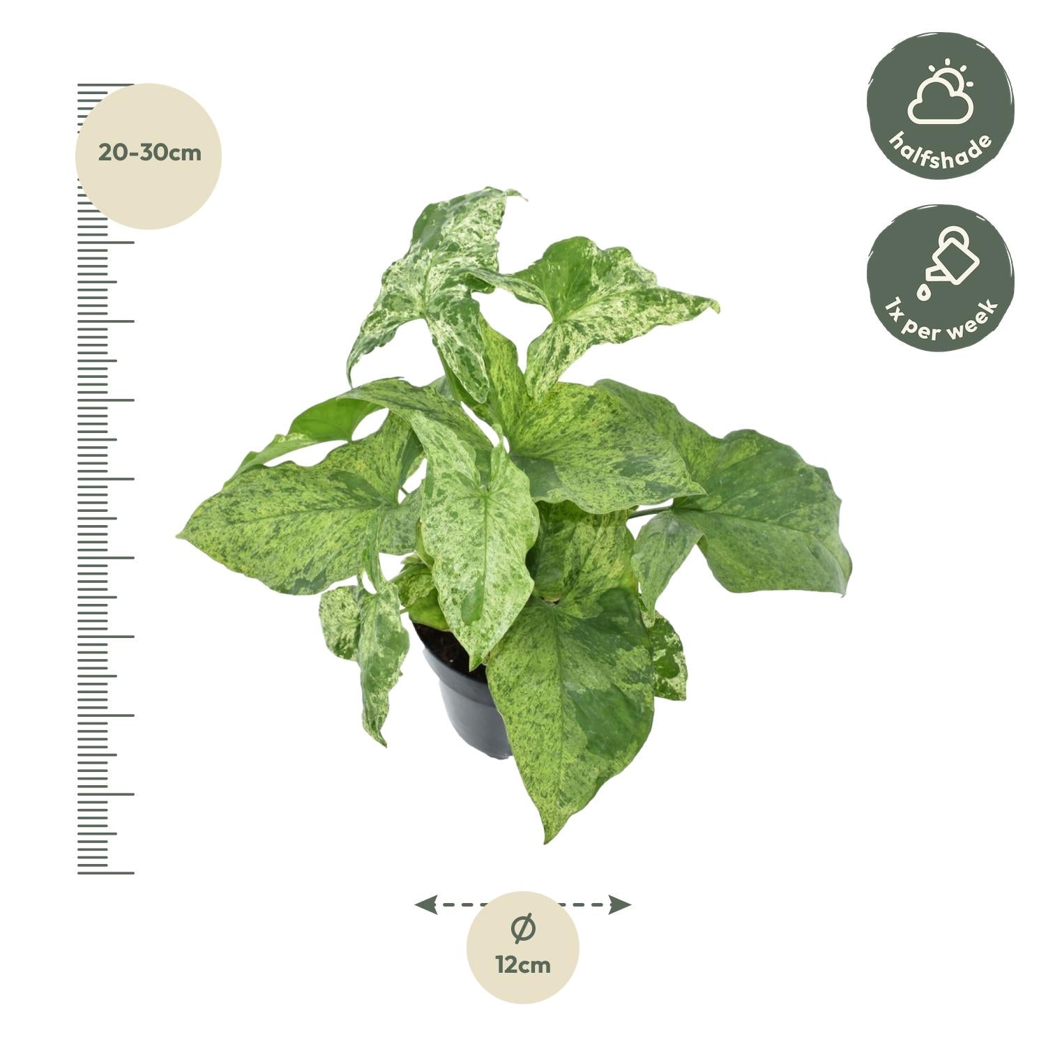 Syngonium Mottled Ø 12 H 25 cm 2