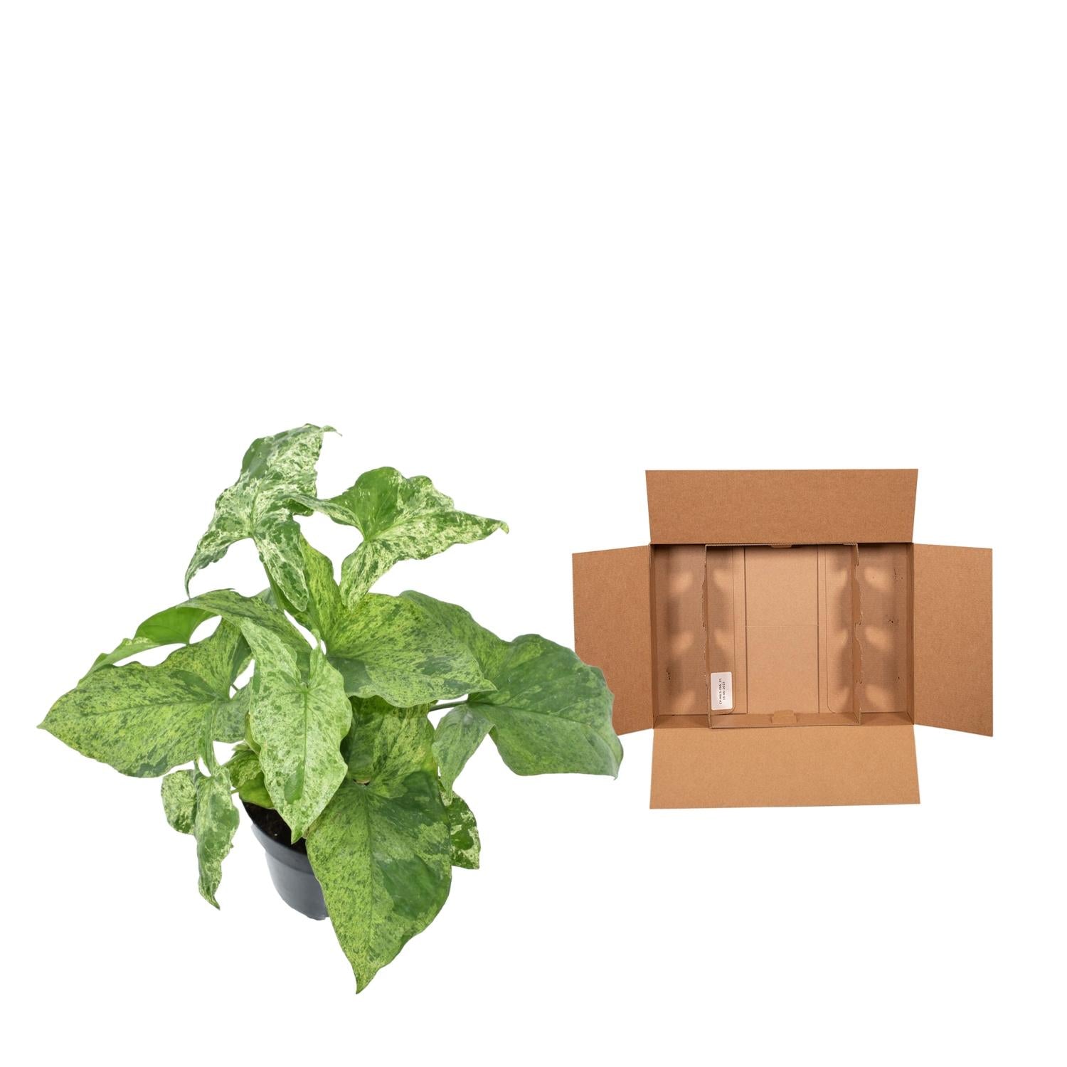 Syngonium Mottled Ø 12 H 25 cm 3