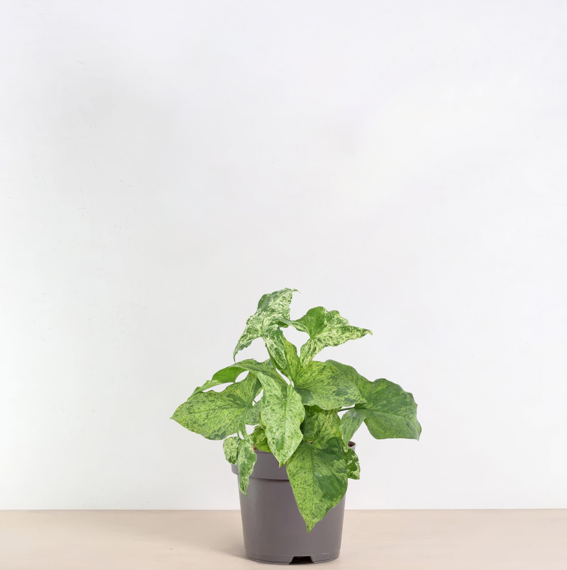 Syngonium Mottled Ø 12 H 25 cm 4