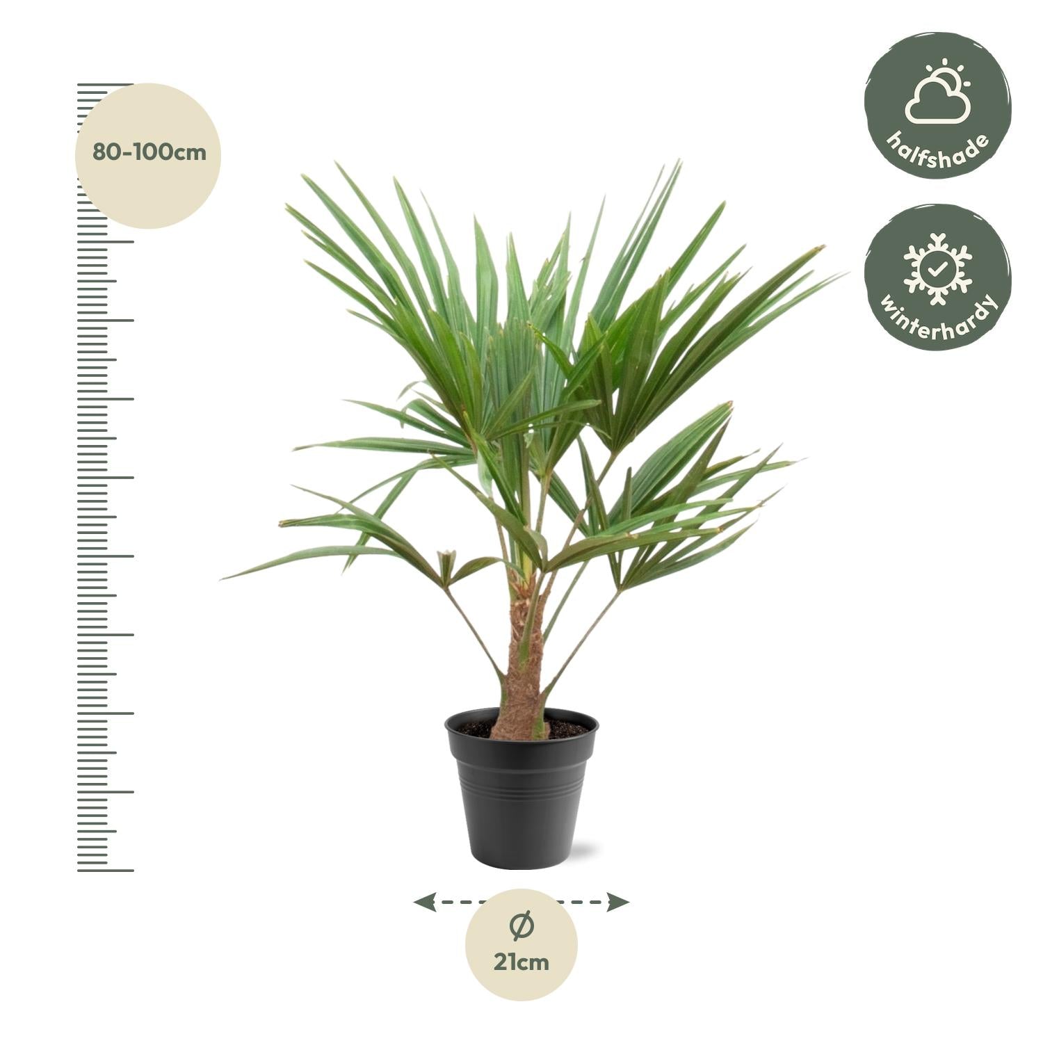 Trachycarpus Fortunei Ø 21 H 100 cm 2
