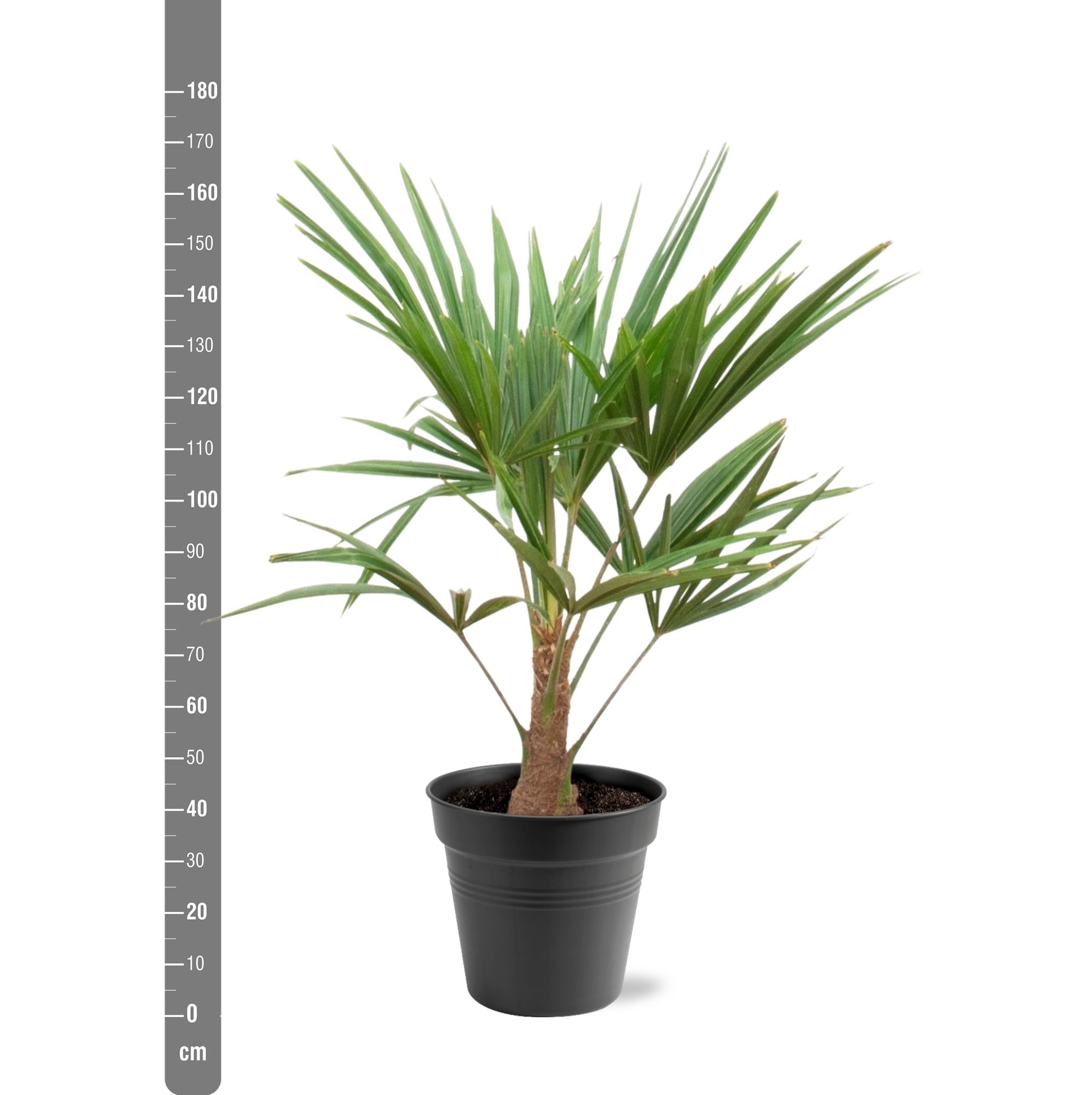 Trachycarpus Fortunei Ø 21 H 100 cm 3