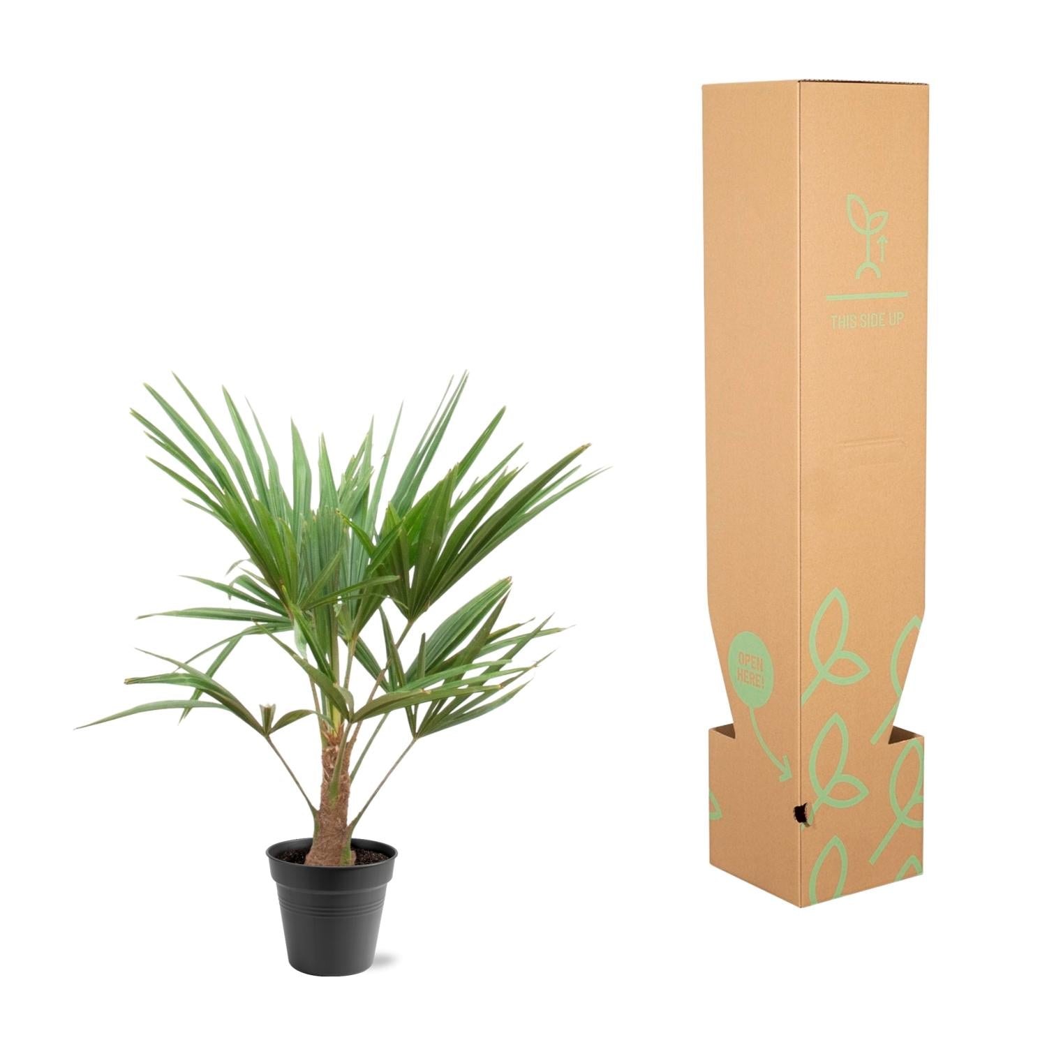 Trachycarpus Fortunei Ø 21 H 100 cm 4