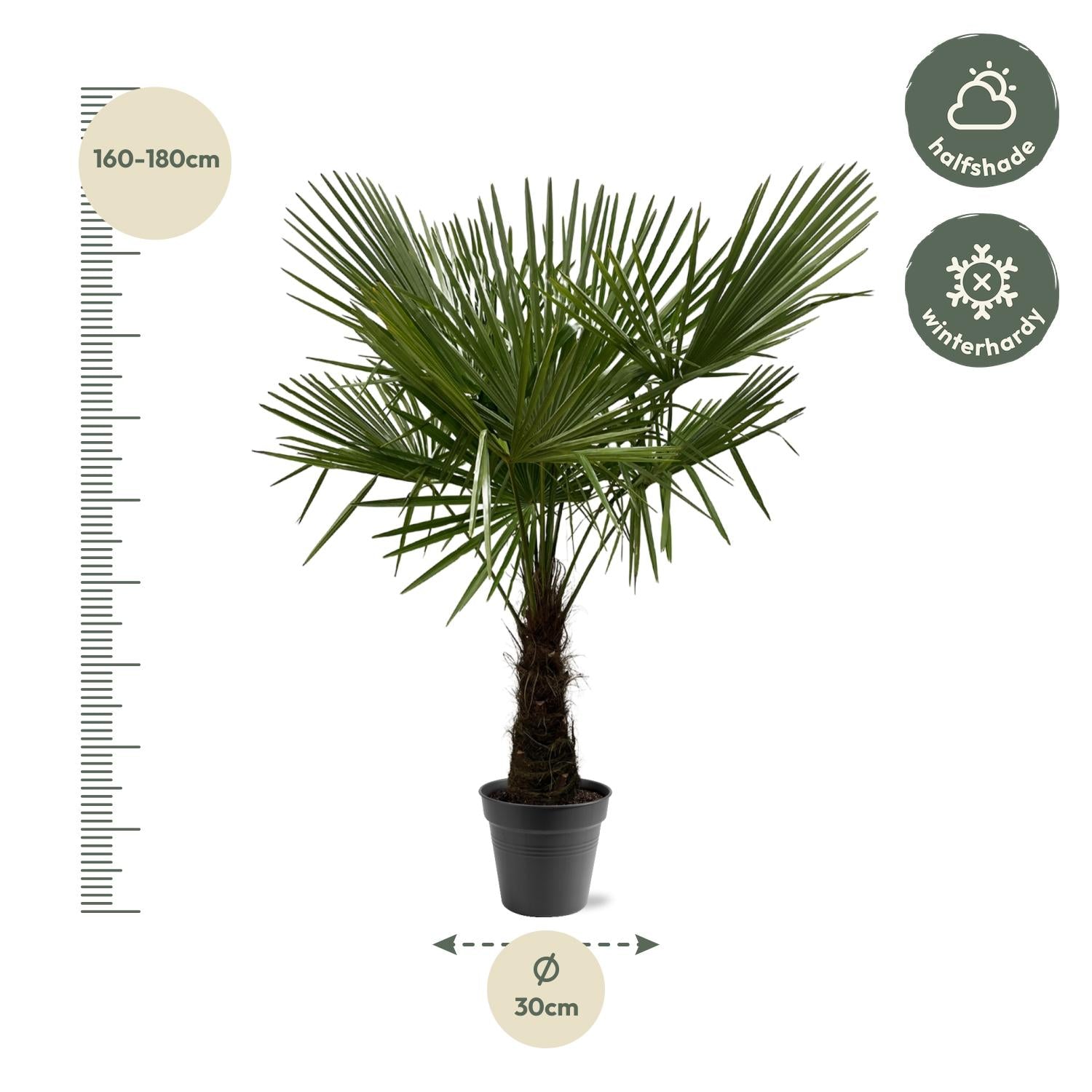 Trachycarpus Fortunei Ø 30 H 180 cm 2