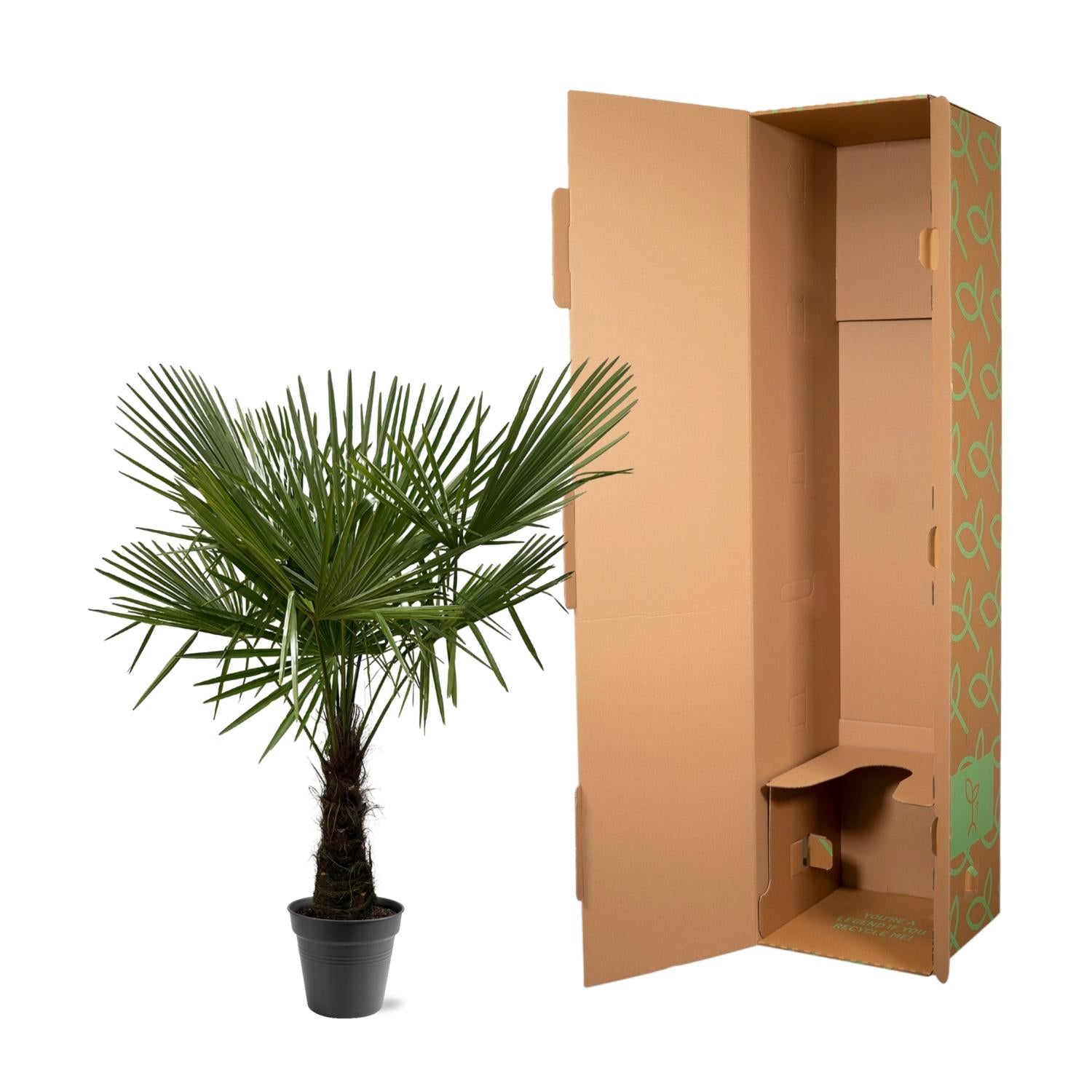 Trachycarpus Fortunei Ø 30 H 180 cm 3