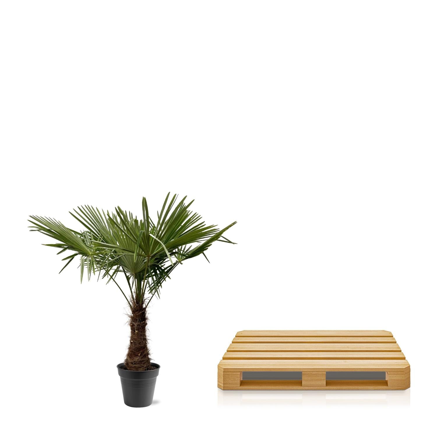 Trachycarpus Fortunei Ø 45 H 240 cm 3