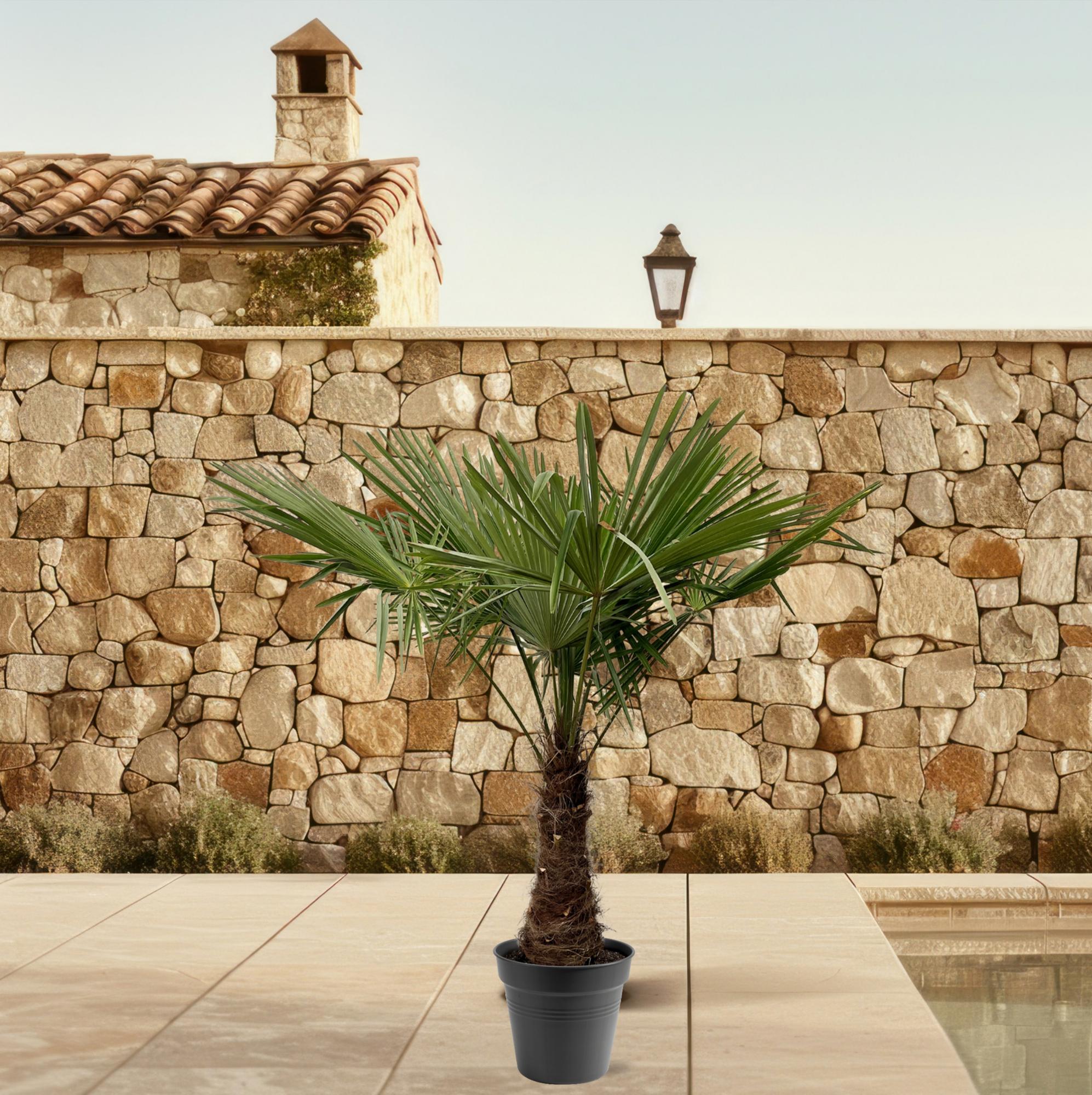 Trachycarpus Fortunei Ø 45 H 240 cm 4