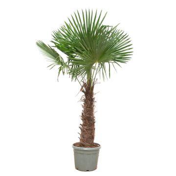 Trachycarpus Fortunei Ø 55 H 270 cm