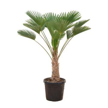 Trachycarpus Wagnerianus Ø 30 H 130 cm