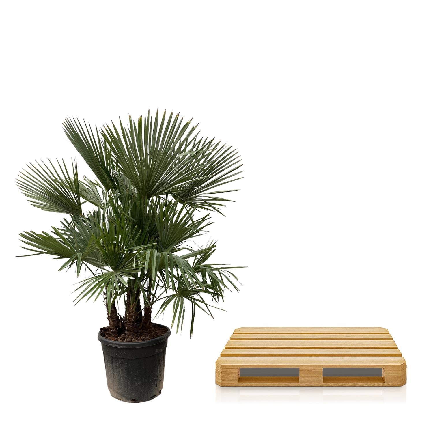 Trachycarpus (multi stam) Ø 50 H 230 cm 2
