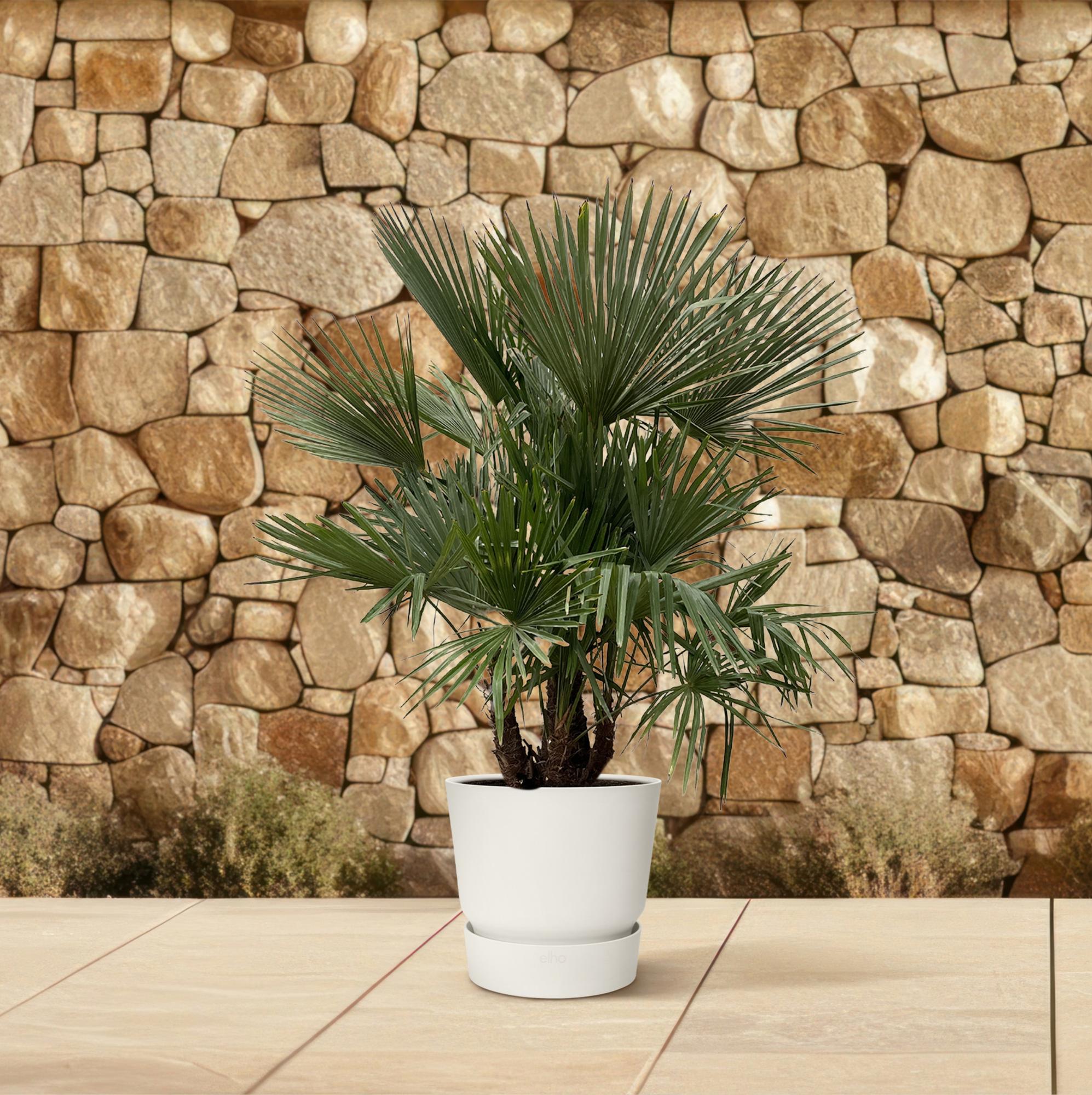 Trachycarpus (multi stam) Ø 50 H 230 cm 3