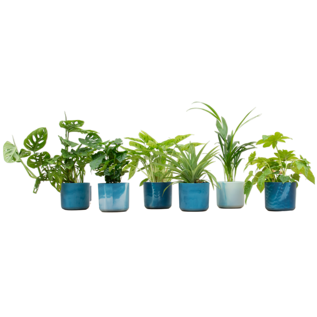 Verrassingsbox 6 Planten Inclusief Elho Ocean Round Atlantisch Blauw Ø 14 H 30 cm
