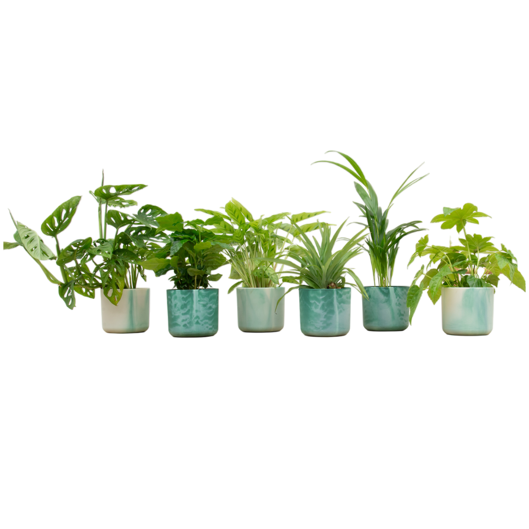 Verrassingsbox 6 Planten Inclusief Elho Ocean Round Pacifisch Groen Ø 14 H 30 cm