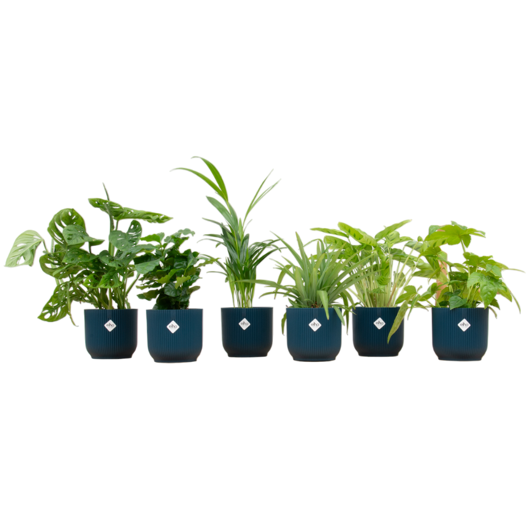Verrassingsbox 6 Planten Inclusief Elho Vibes Fold Round Blauw Ø 14 H 30 cm