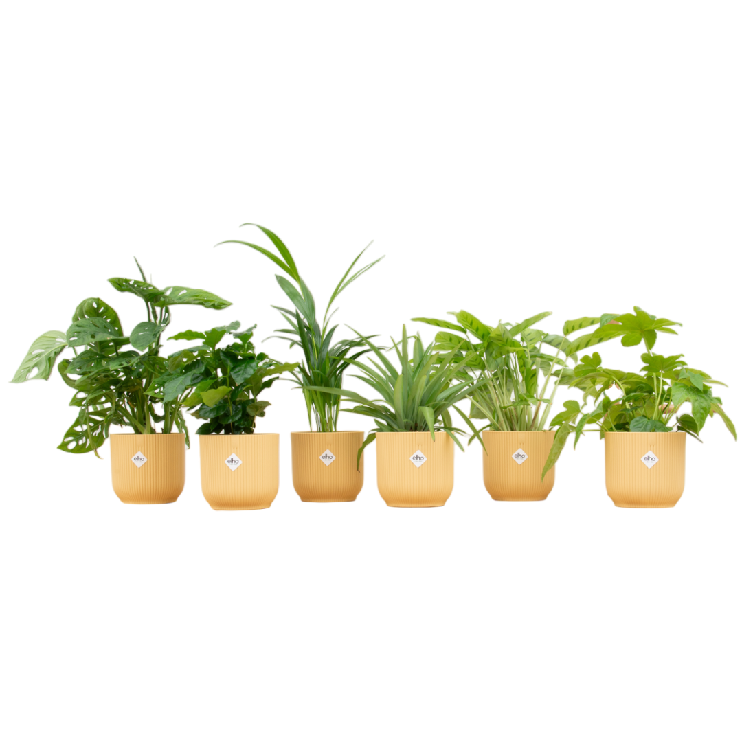Verrassingsbox 6 Planten Inclusief Elho Vibes Fold Round Botergeel Ø 14 H 30 cm