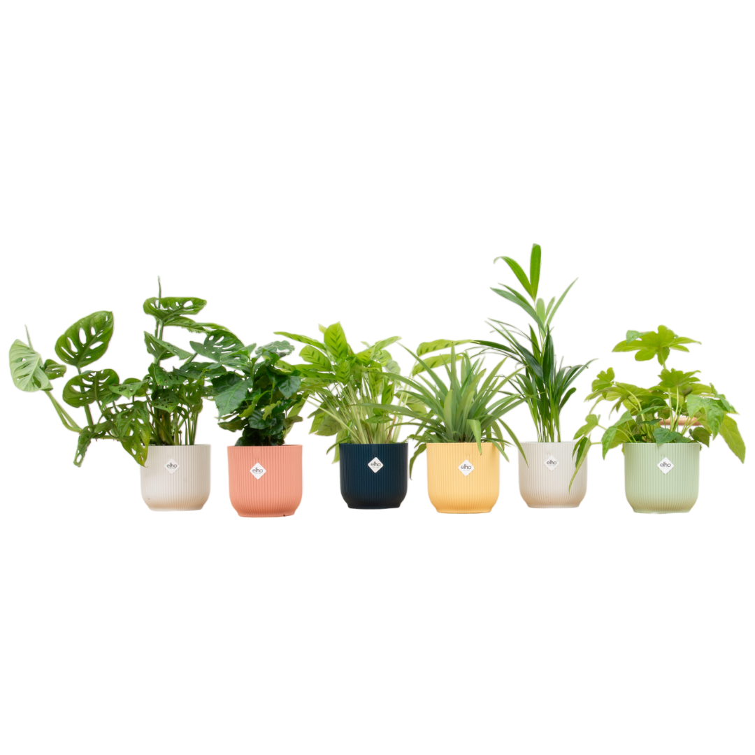 Verrassingsbox 6 Planten Inclusief Elho Vibes Fold Round Kleurenmix Ø 14 H 30 cm