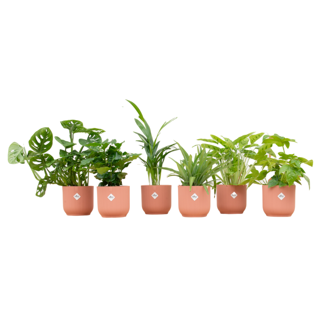 Verrassingsbox 6 Planten Inclusief Elho Vibes Fold Round Roze Ø 14 H 30 cm
