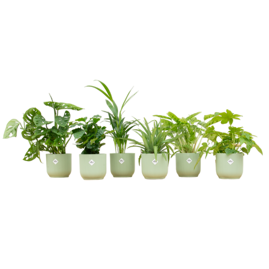 Verrassingsbox 6 Planten Inclusief Elho Vibes Fold Round Sorbet Groen Ø 14 H 30 cm