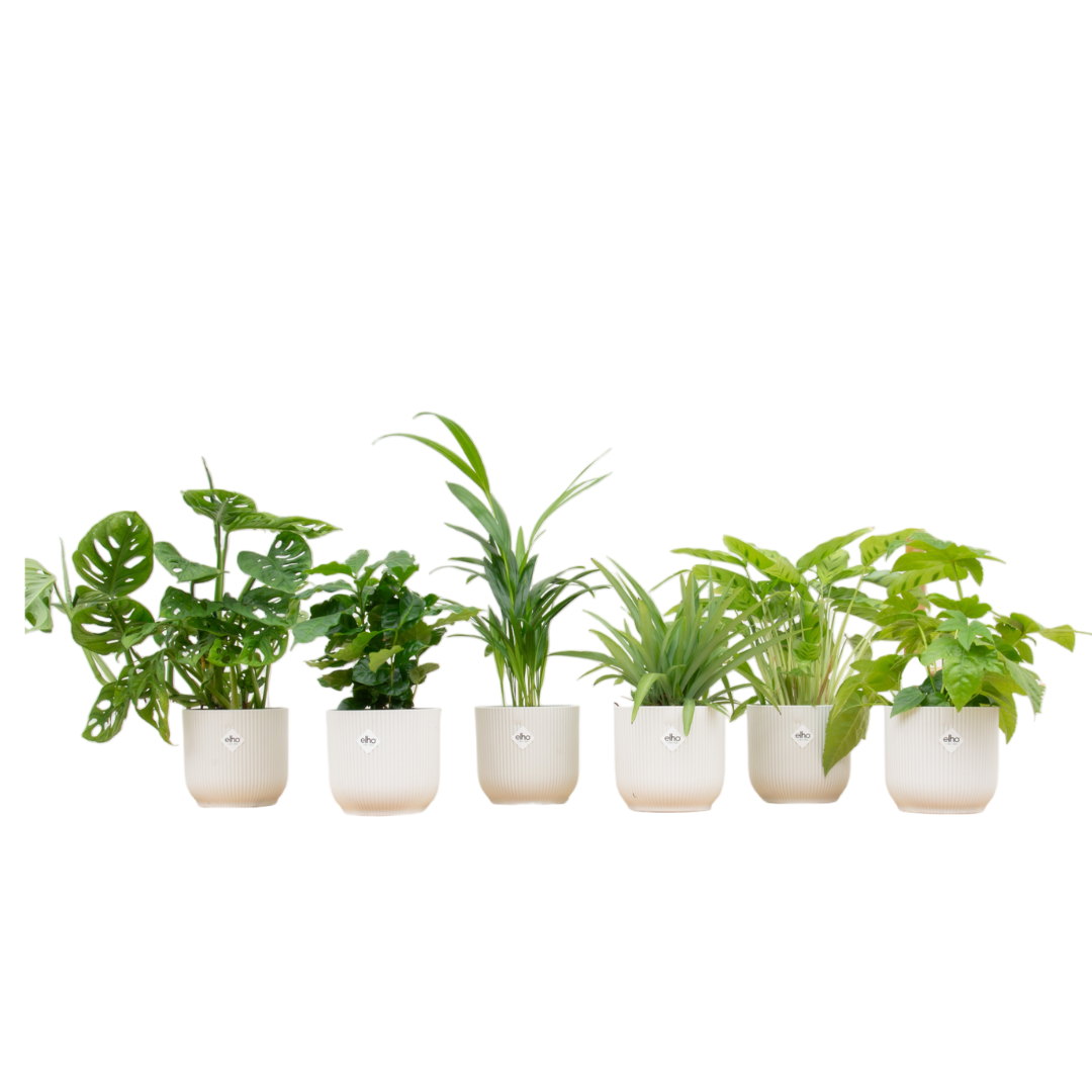 Verrassingsbox 6 Planten Inclusief Elho Vibes Fold Round Wit Ø 14 H 30 cm