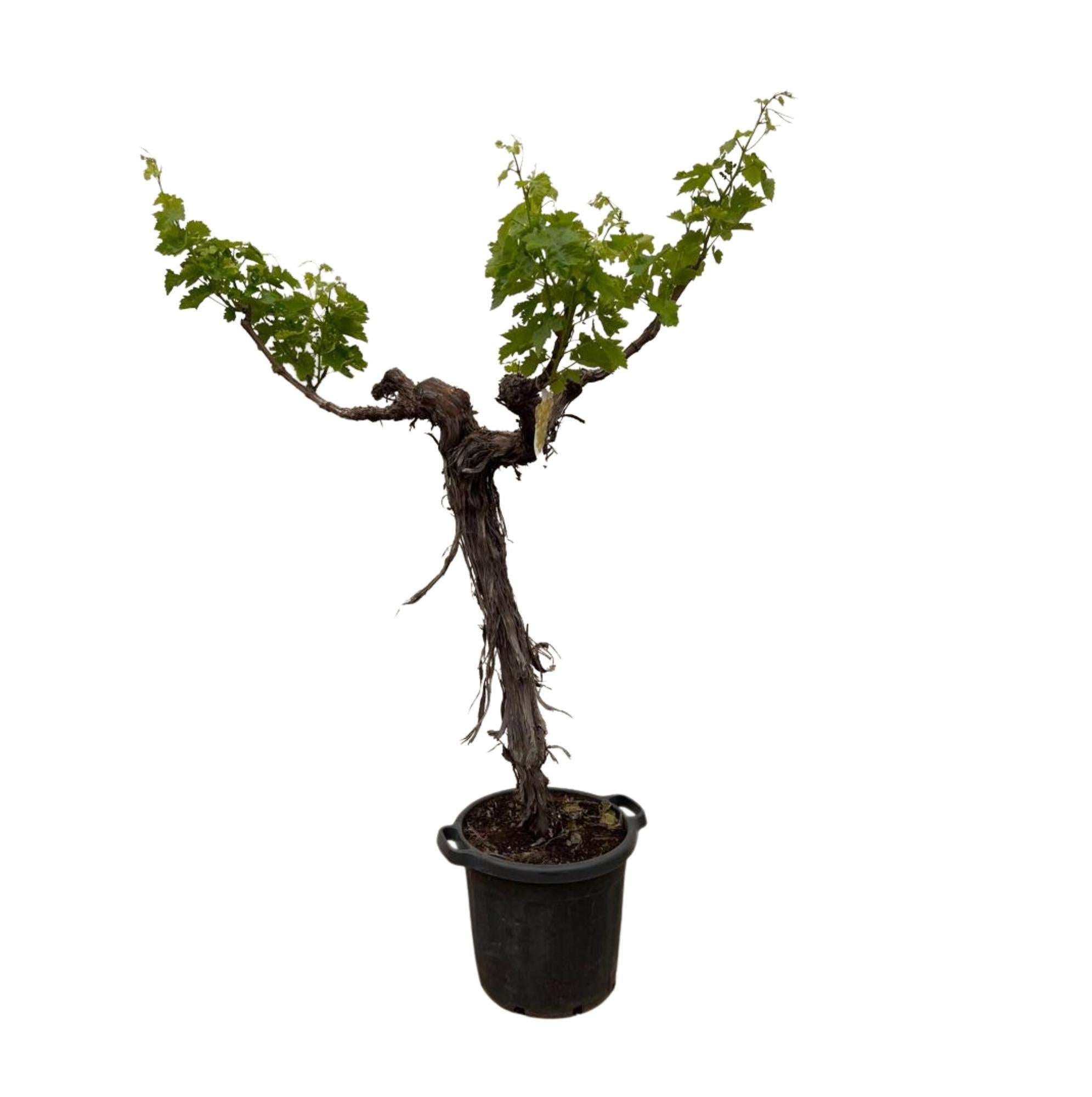 Vitis Vinifera (Druivenboom) (op stam vertakt) Ø 55 H 220 cm