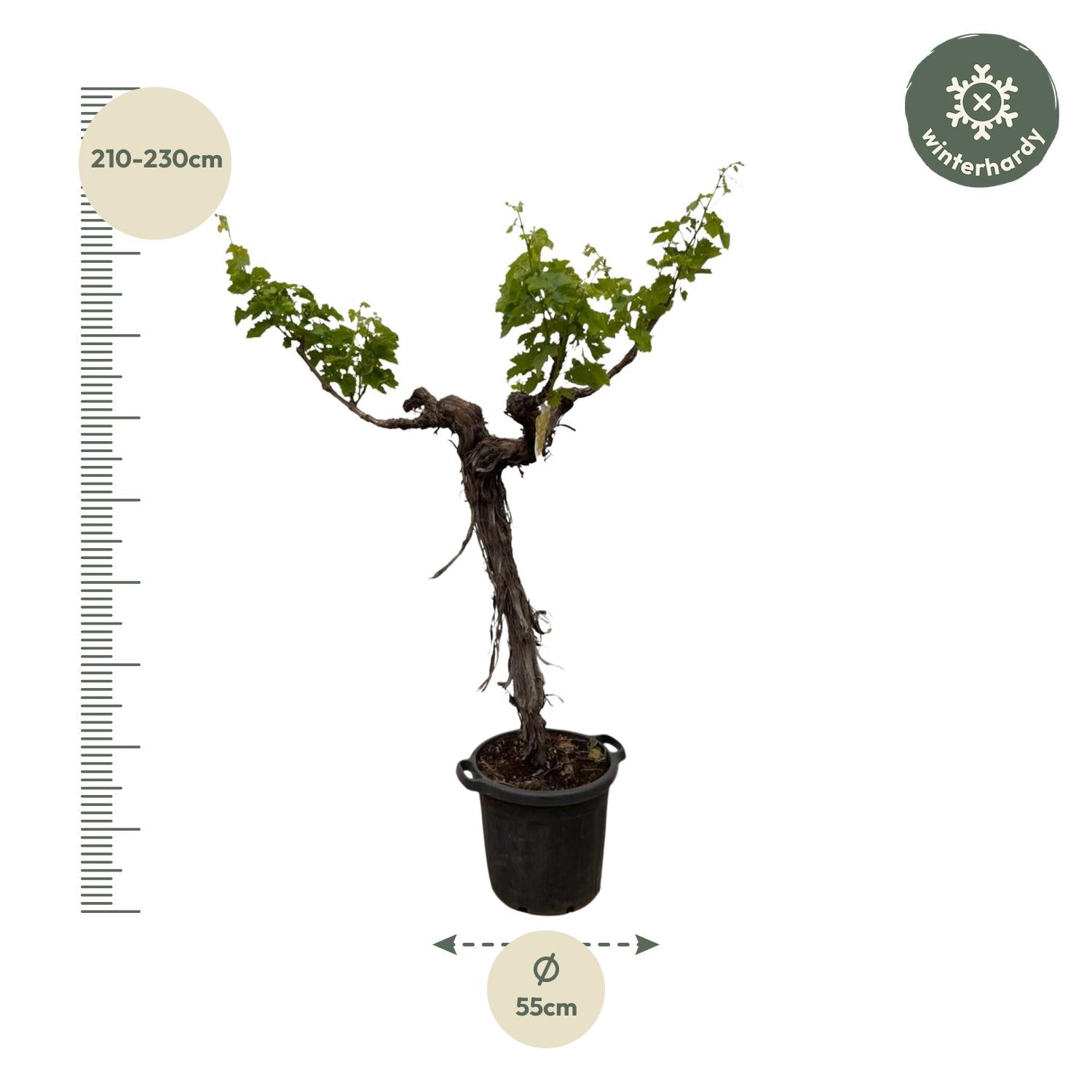 Vitis Vinifera (Druivenboom) (op stam vertakt) Ø 55 H 220 cm 2