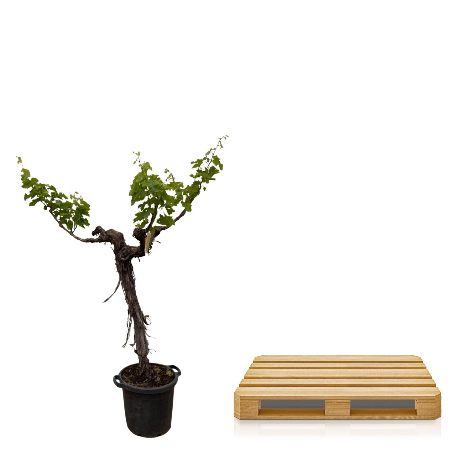 Vitis Vinifera (Druivenboom) (op stam vertakt) Ø 55 H 220 cm 3