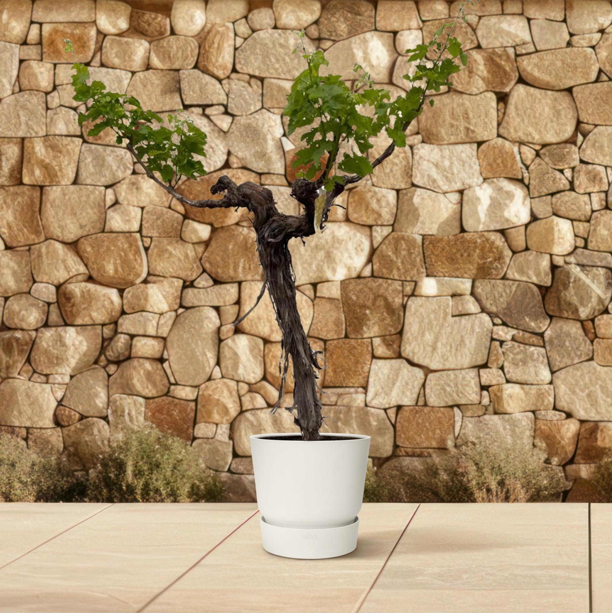Vitis Vinifera (Druivenboom) (op stam vertakt) Ø 55 H 220 cm 4