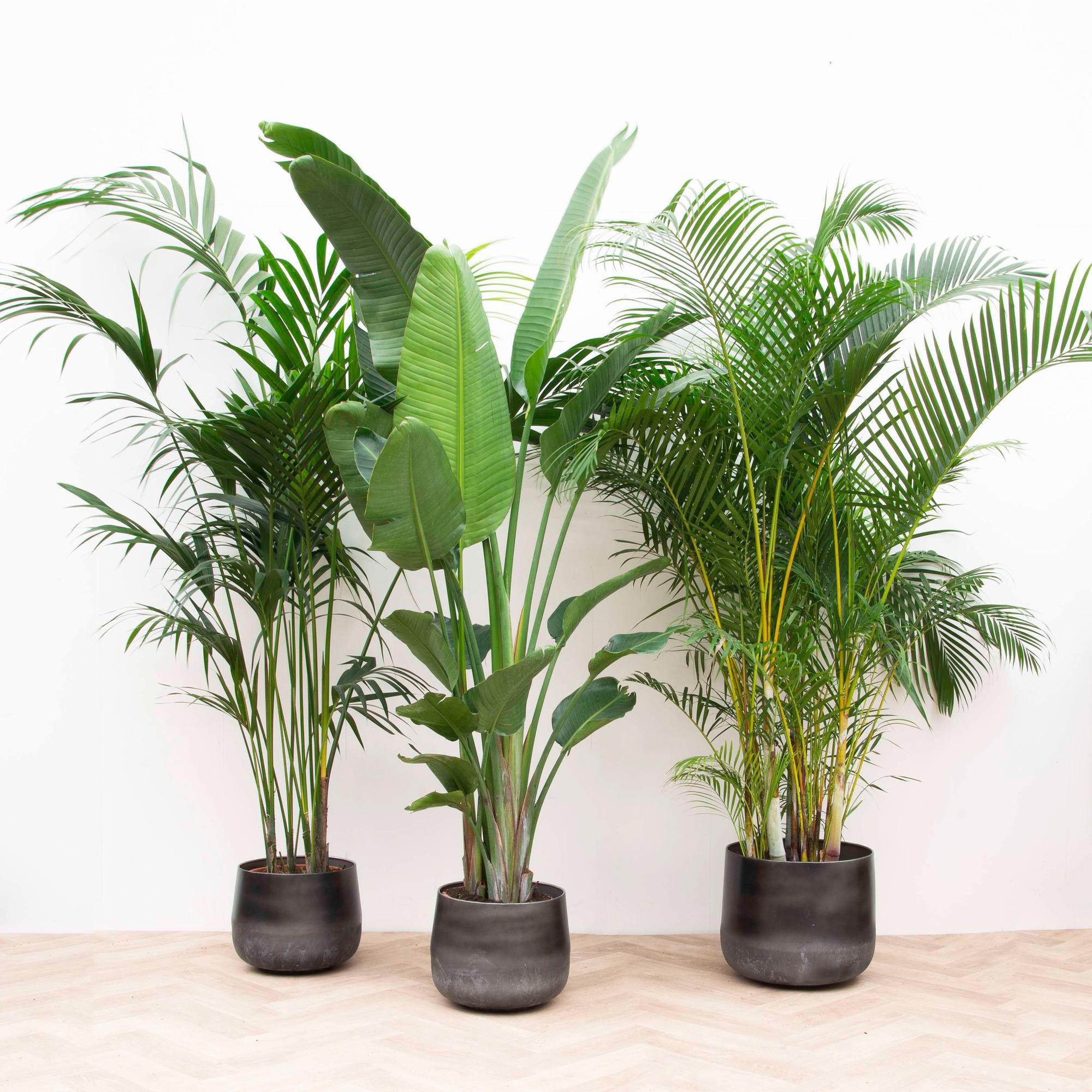 Voordeelpakket XXL Kentia Ø 30 H 200 cm en Strelitzia Nicolai Ø 30 H 225 cm en Areca Ø 40 H 200 cm