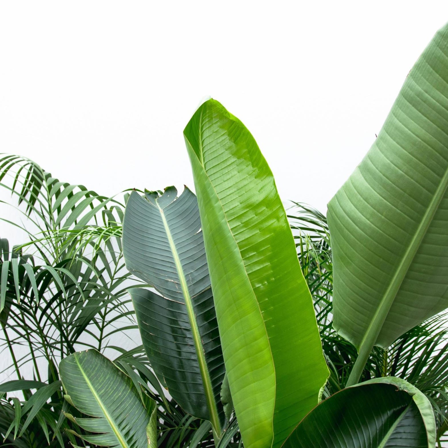 Voordeelpakket XXL Kentia Ø 30 H 200 cm en Strelitzia Nicolai Ø 30 H 225 cm en Areca Ø 40 H 200 cm 2