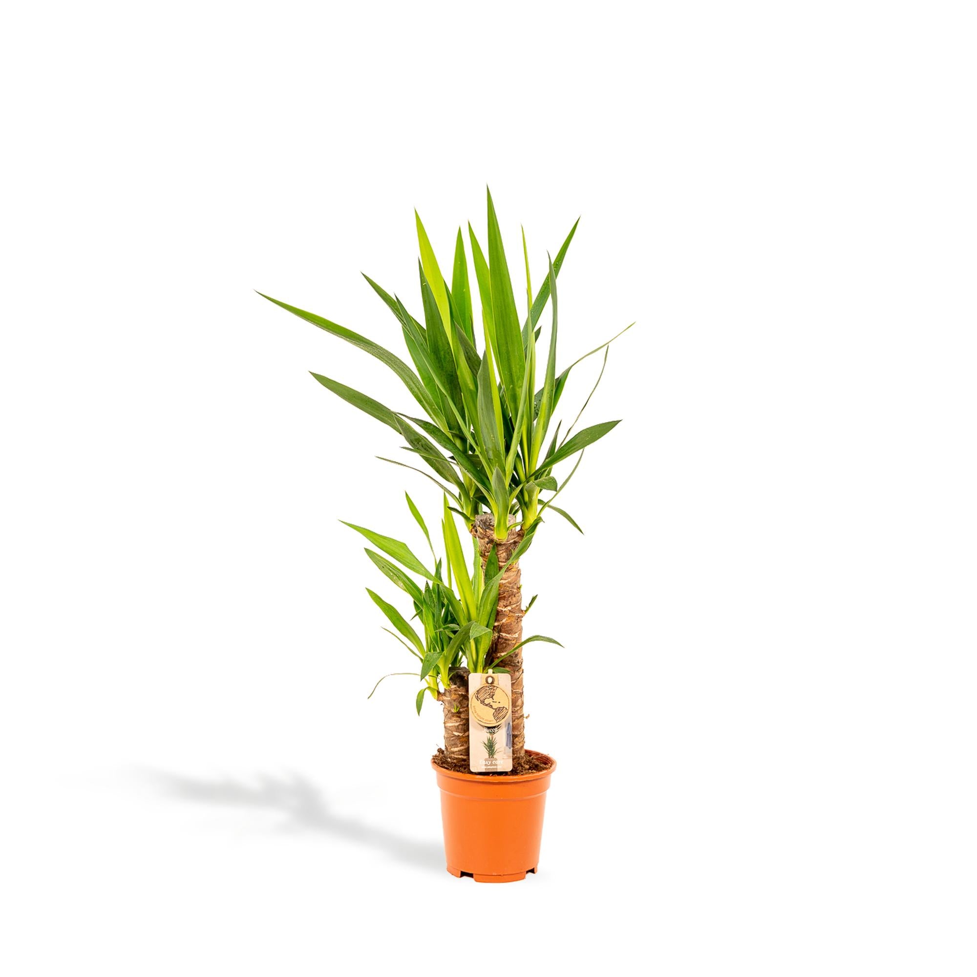 Yucca Ø 17 H 90 cm