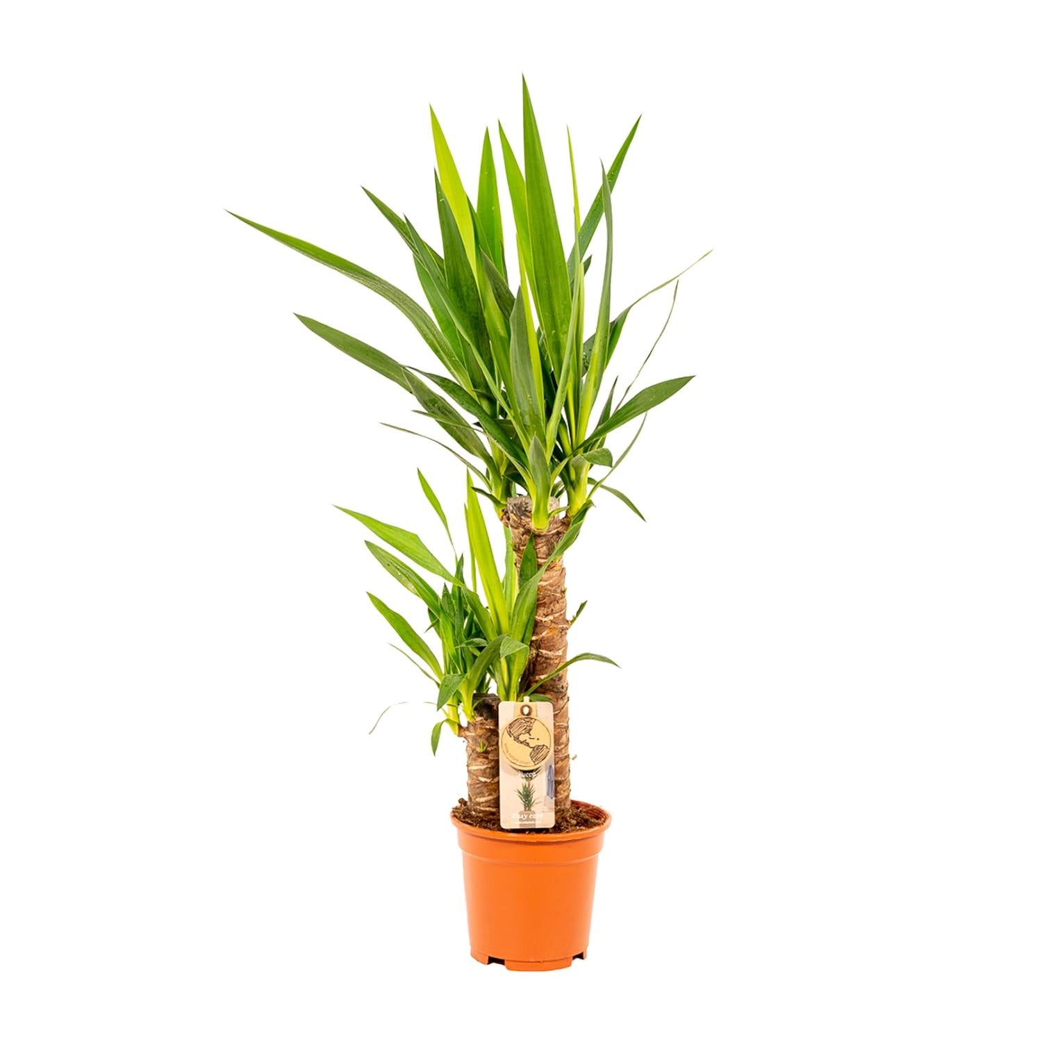 Yucca Ø 17 H 90 cm 2