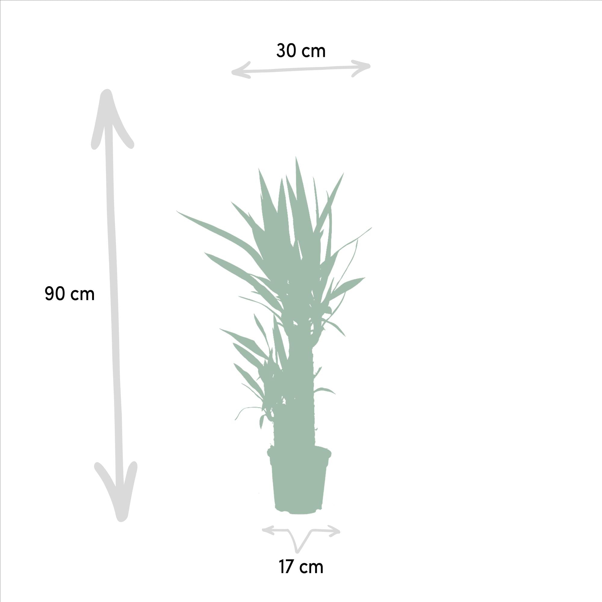 Yucca Ø 17 H 90 cm 3
