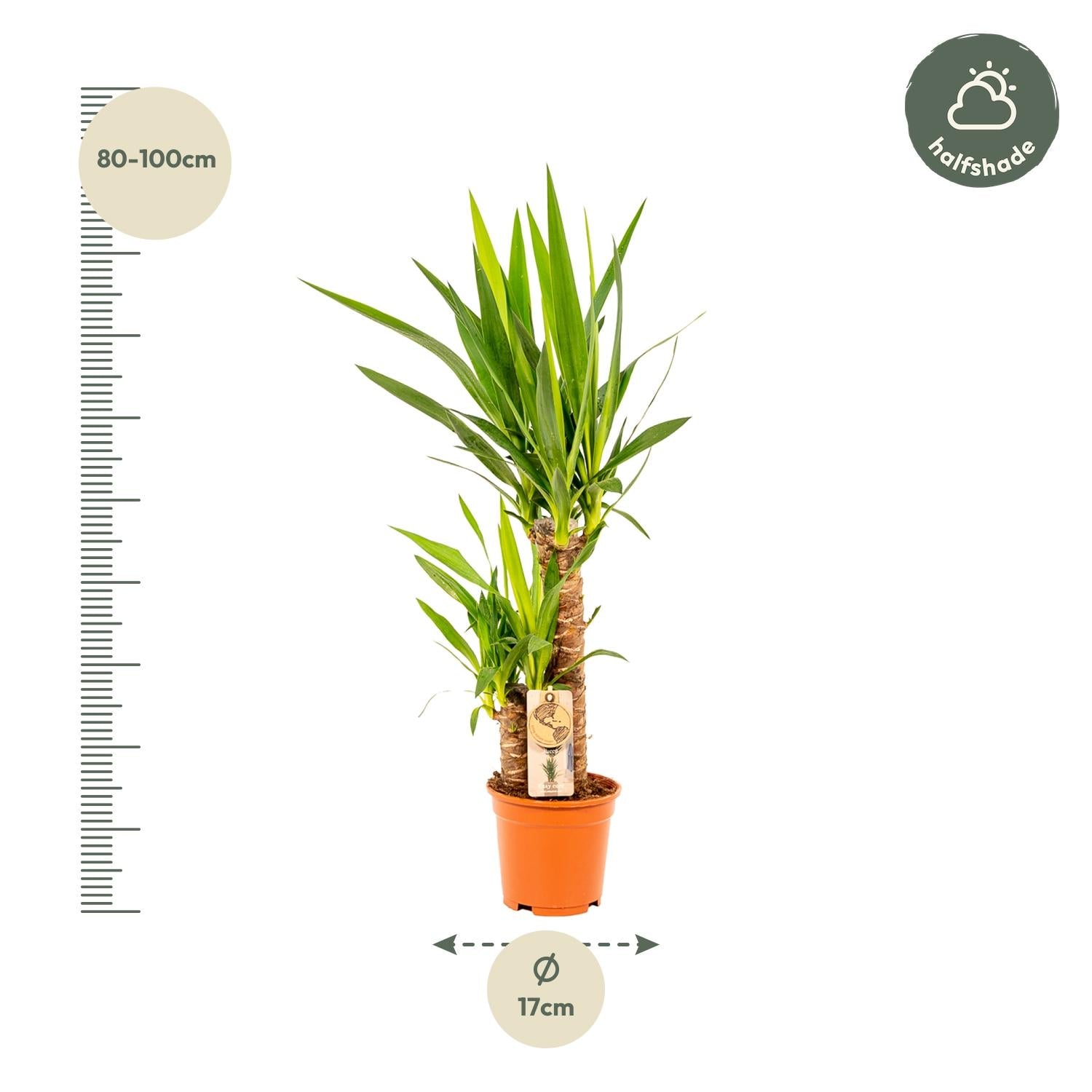 Yucca Ø 17 H 90 cm 4