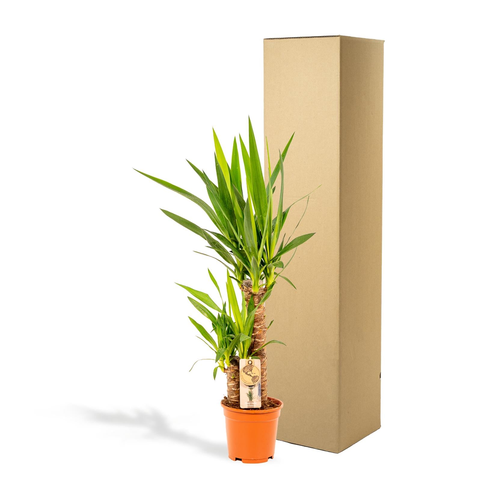 Yucca Ø 17 H 90 cm 5
