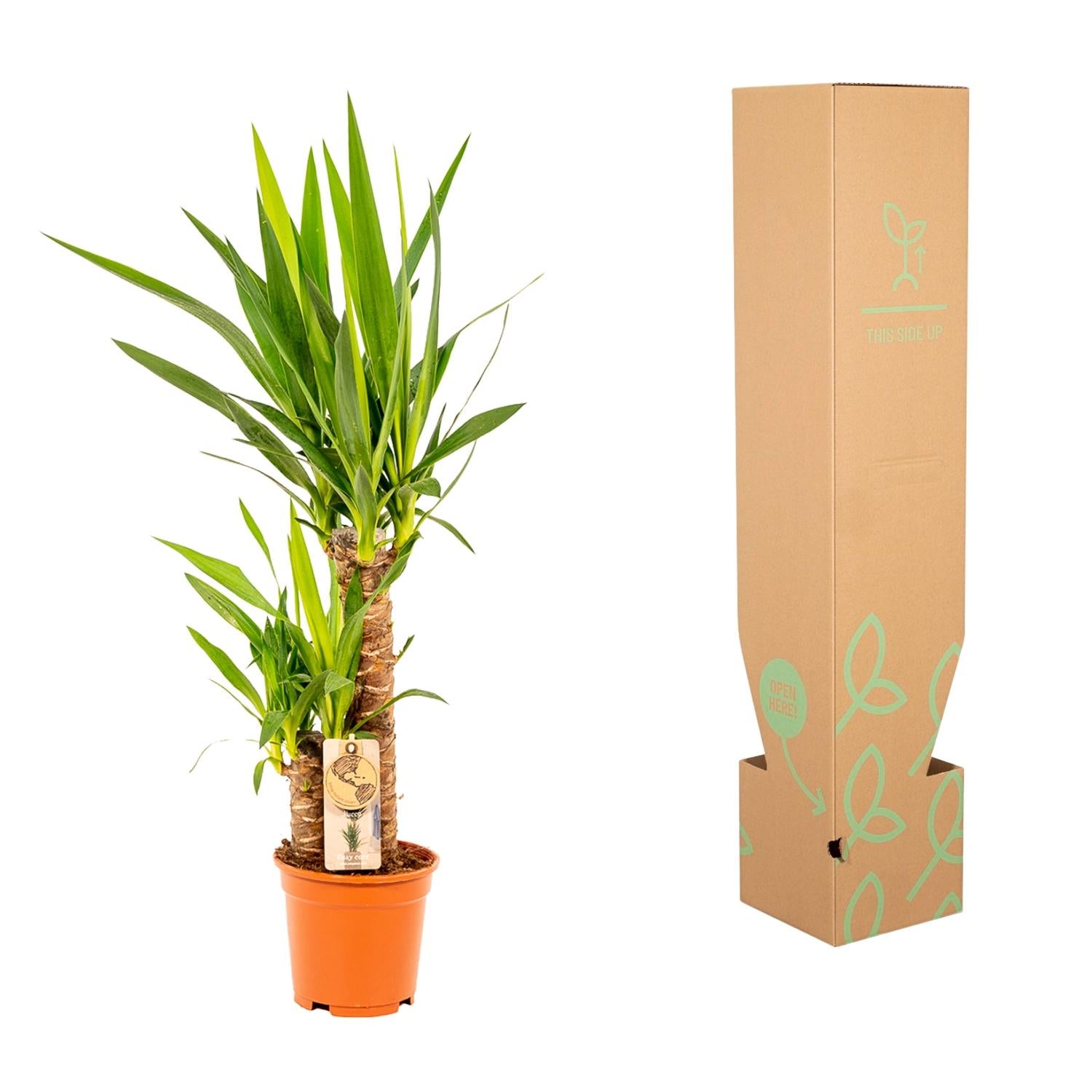 Yucca Ø 17 H 90 cm 6