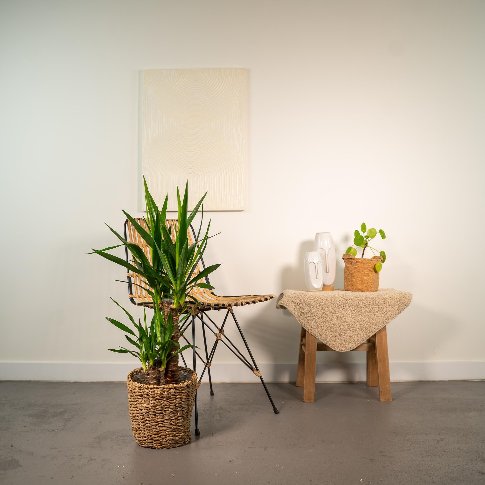 Yucca Ø 17 H 90 cm 7