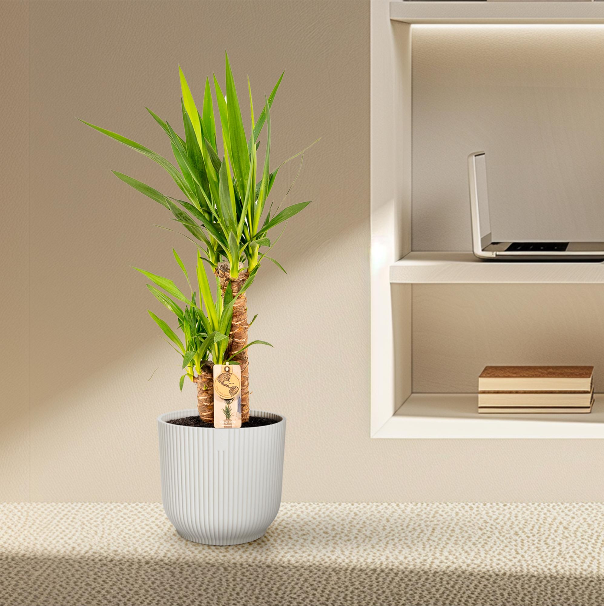 Yucca Ø 17 H 90 cm 8