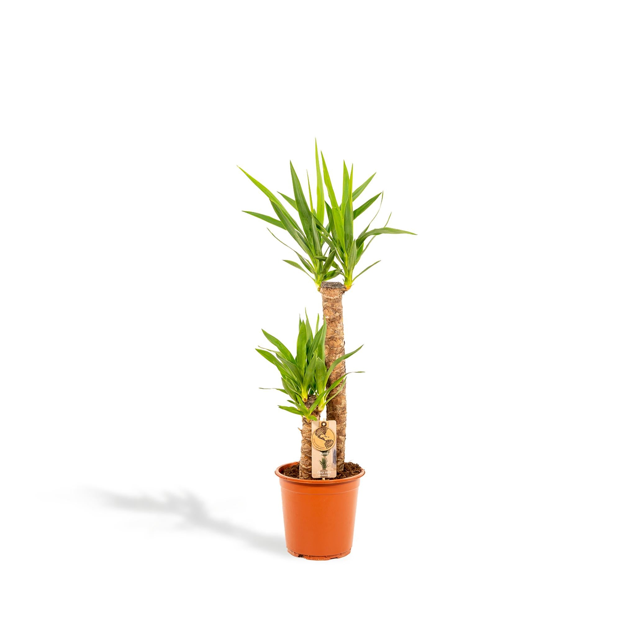 Yucca Ø 21 H 100 cm