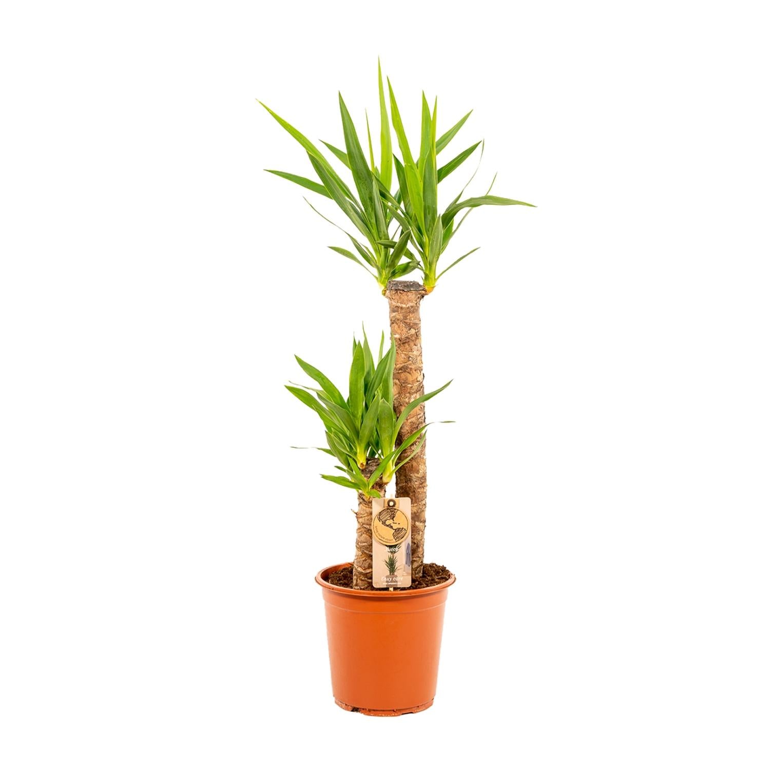 Yucca Ø 21 H 100 cm 2