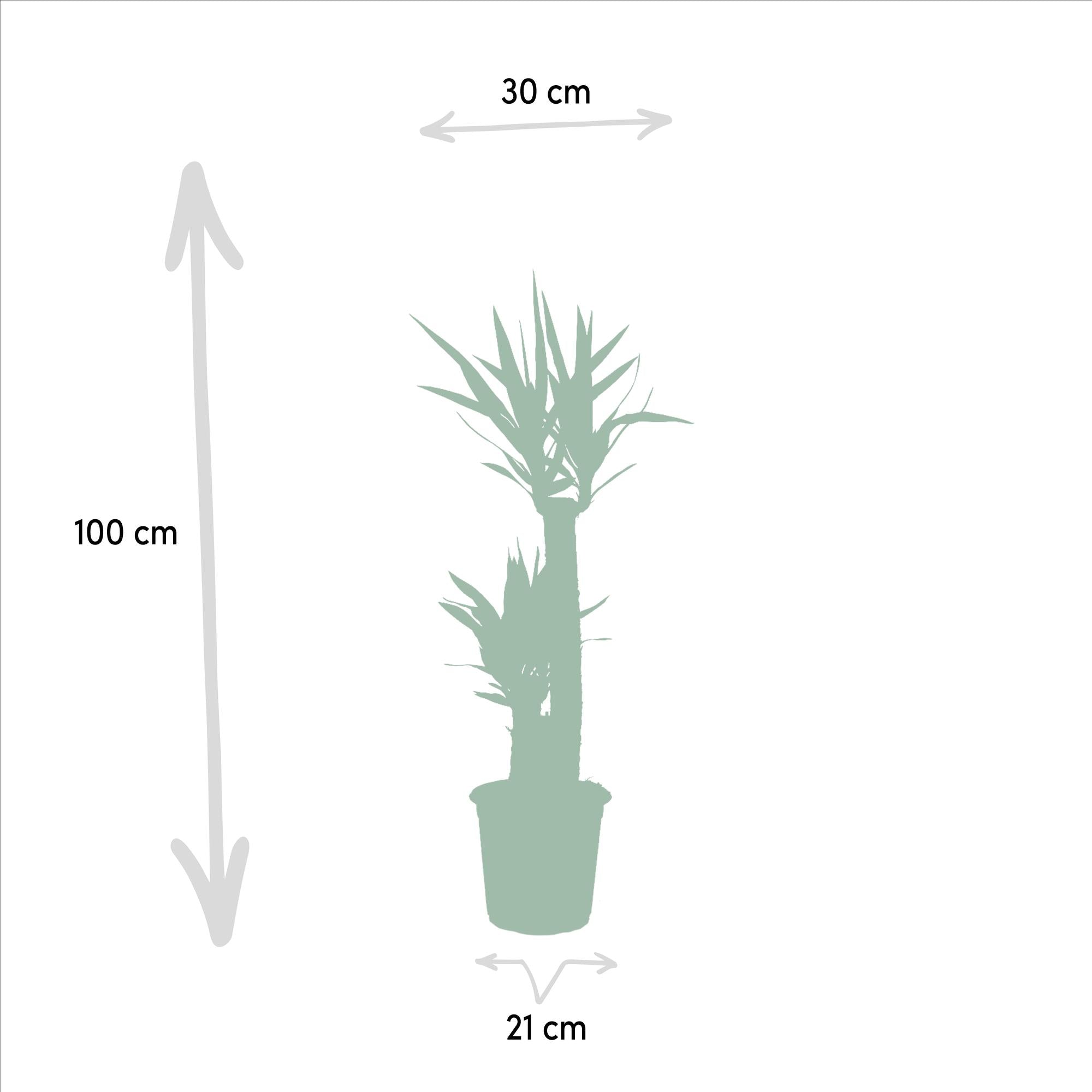 Yucca Ø 21 H 100 cm 3