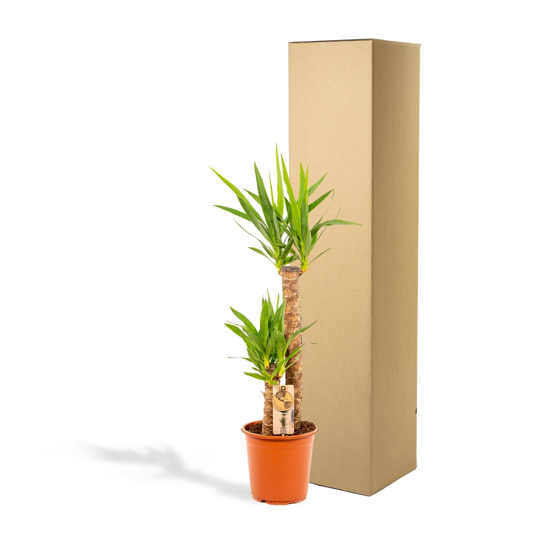 Yucca Ø 21 H 100 cm 5