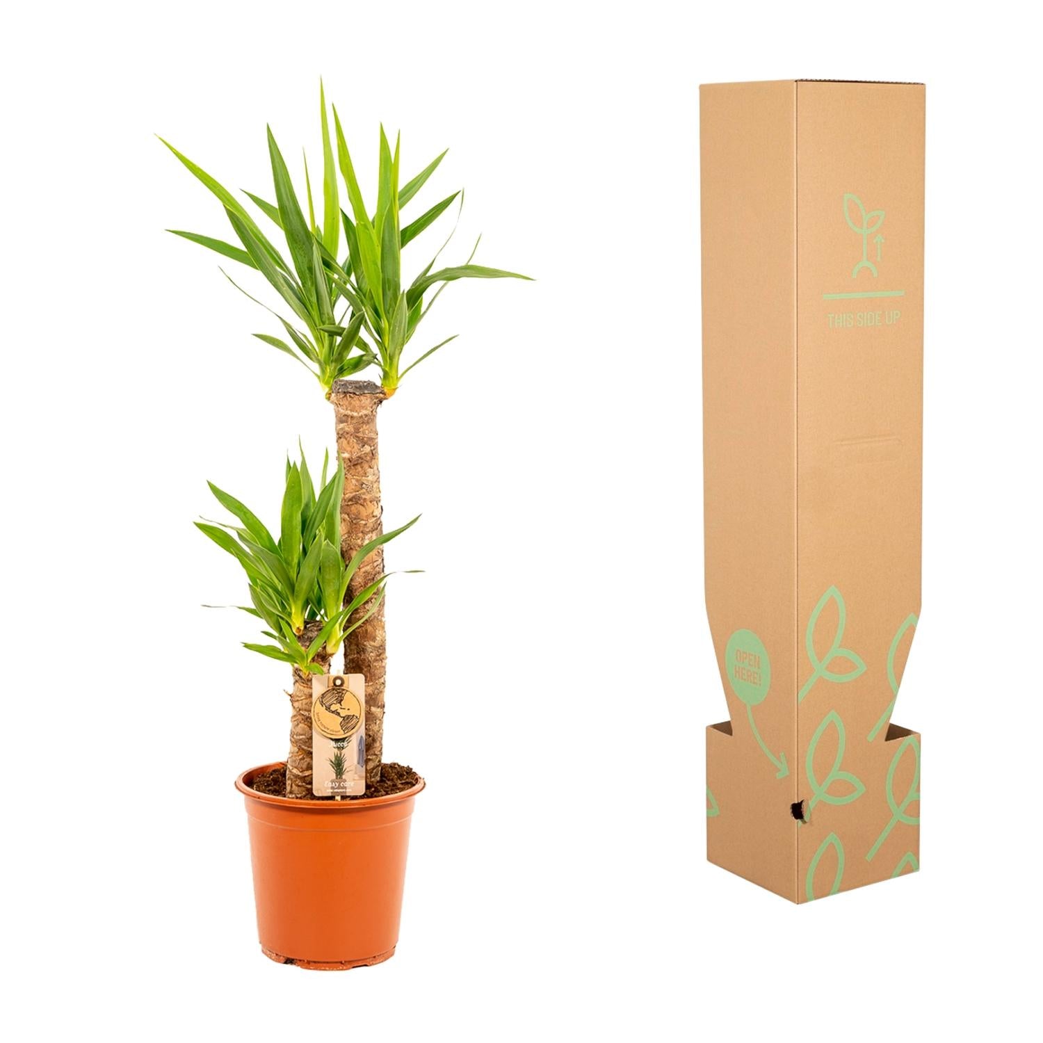 Yucca Ø 21 H 100 cm 6