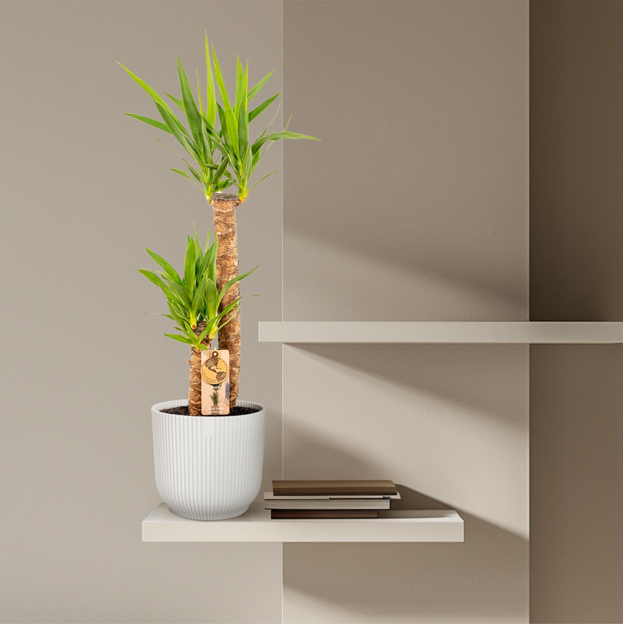 Yucca Ø 21 H 100 cm 8