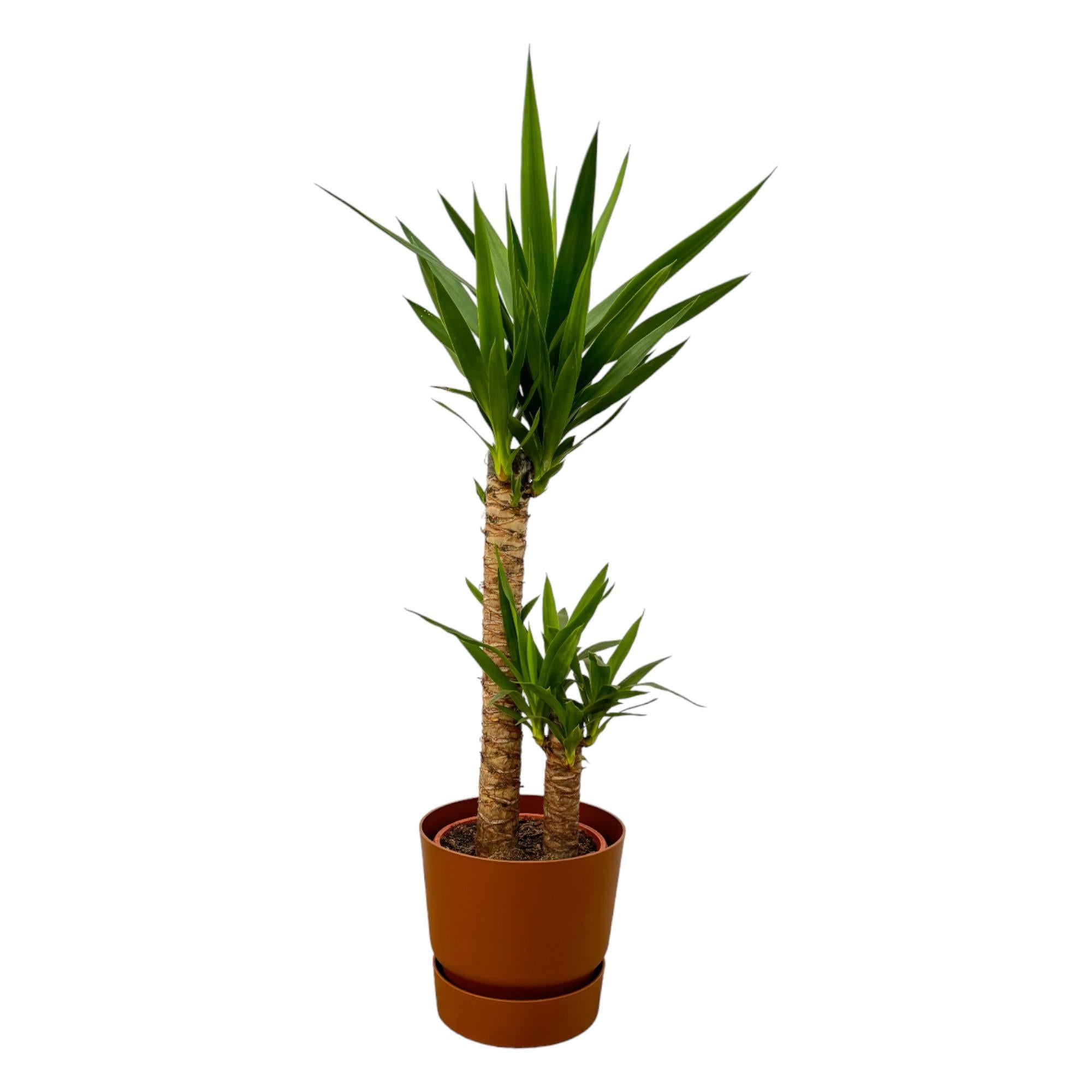 Yucca Ø 21 H 100 cm Inclusief Elho Greenville Round Bruin Ø 24 H 23 cm