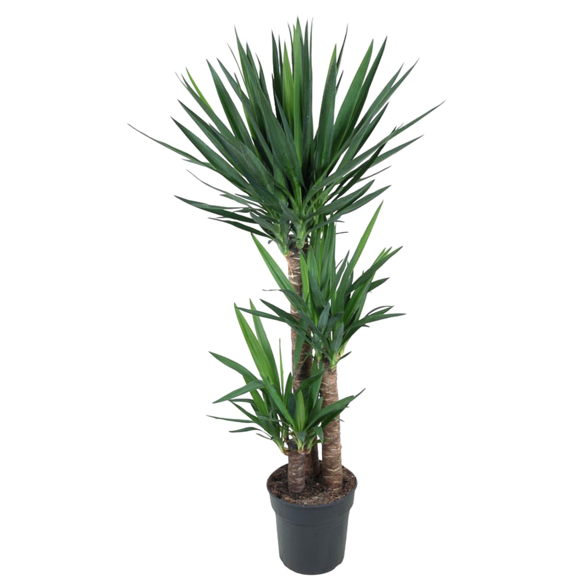 Yucca Elephantipe Ø 24 H 140 cm