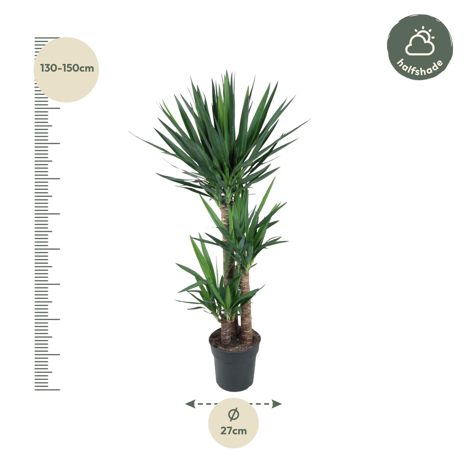 Yucca Elephantipe Ø 24 H 140 cm 2