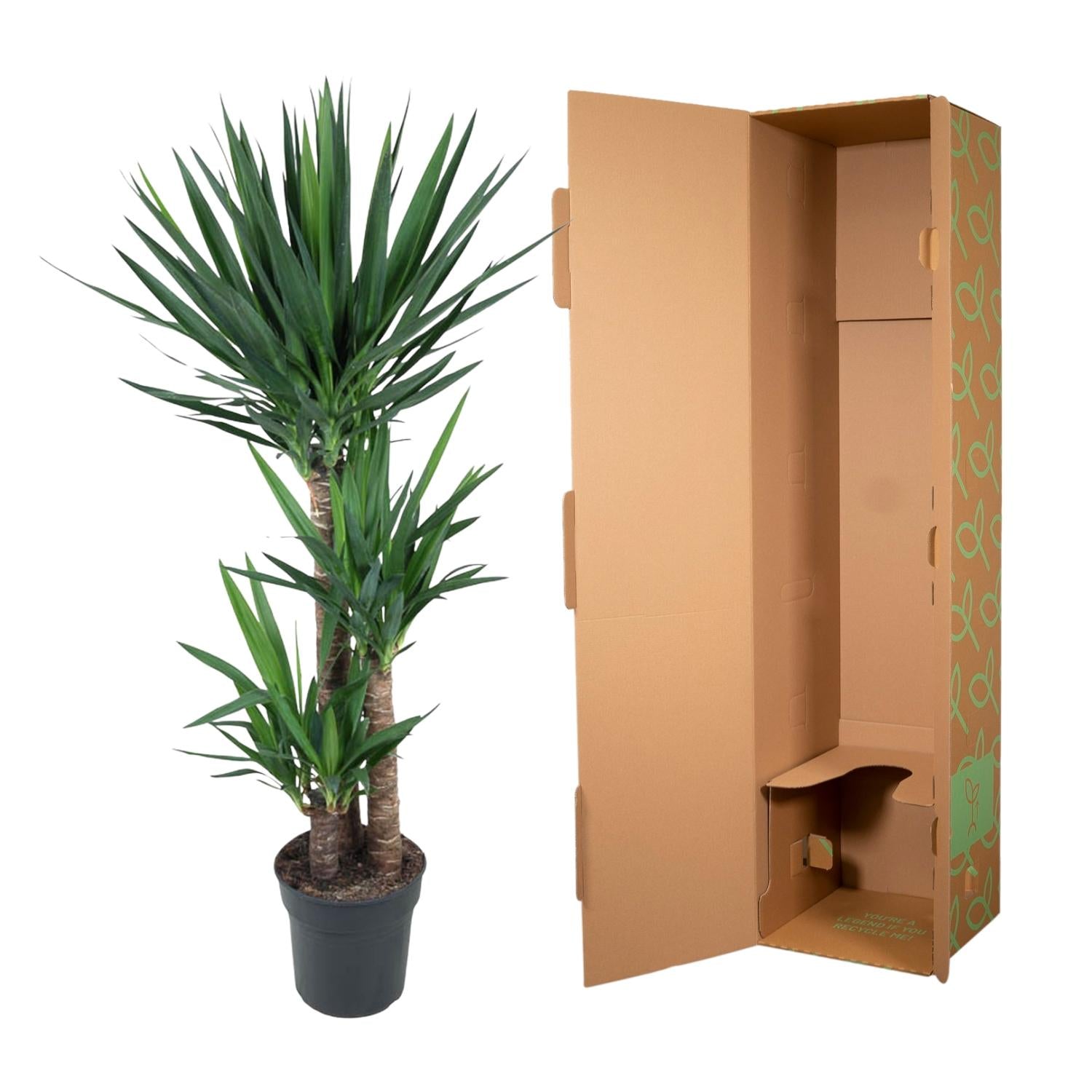 Yucca Elephantipe Ø 24 H 140 cm 3