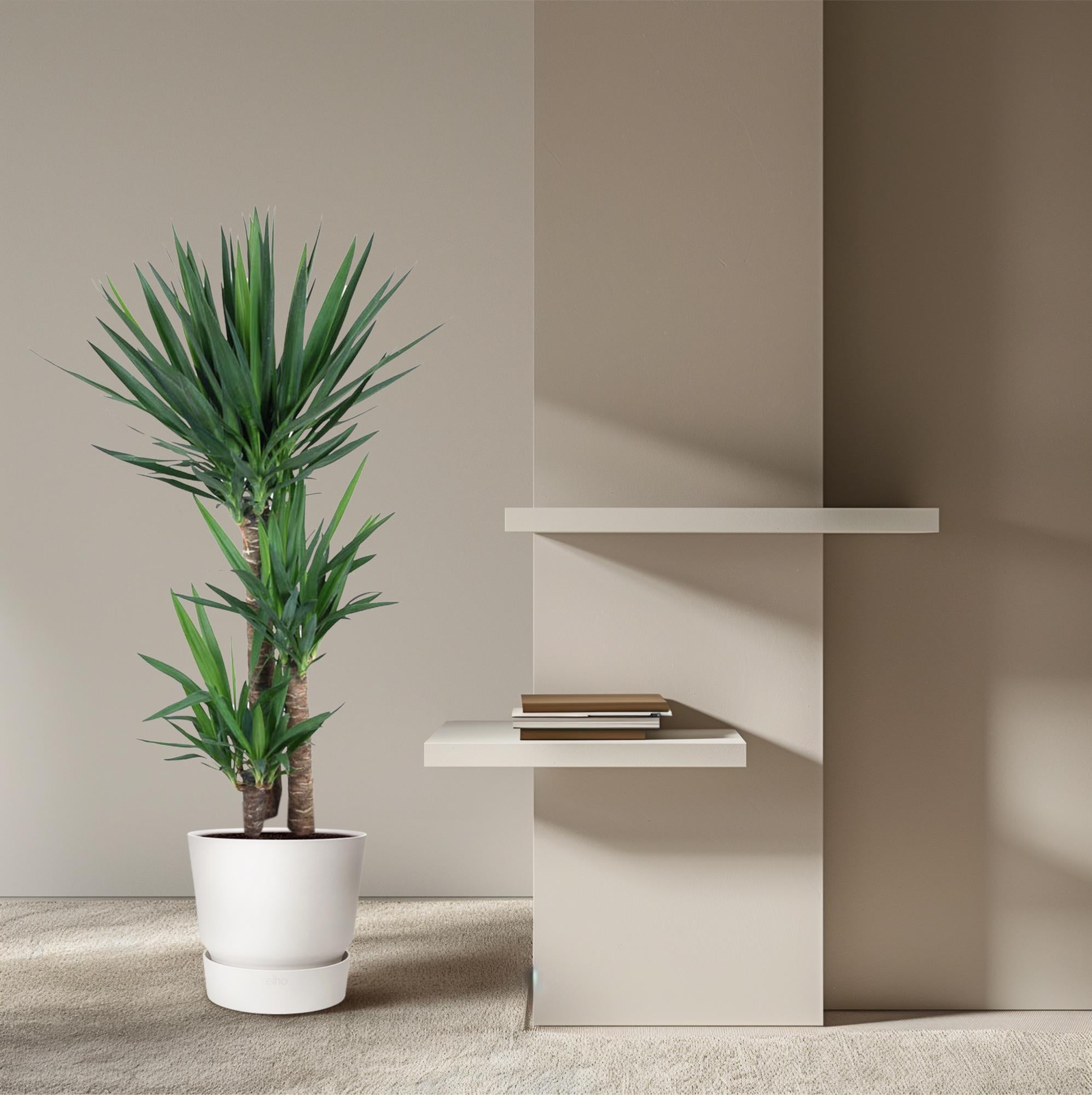 Yucca Elephantipe Ø 24 H 140 cm 4