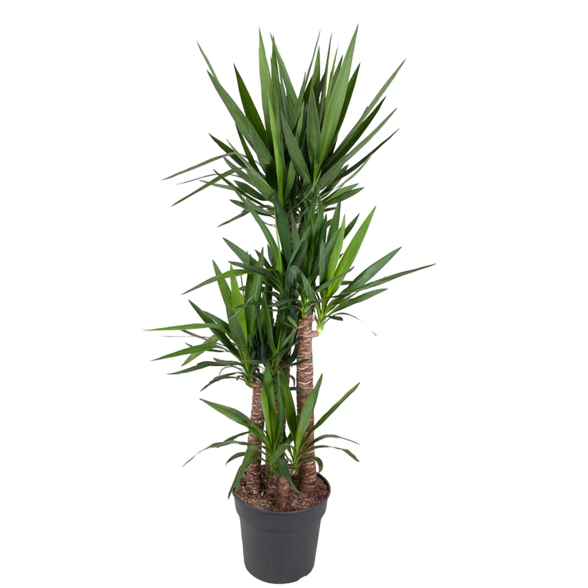 Yucca Elephantipe Ø 34 H 180 cm