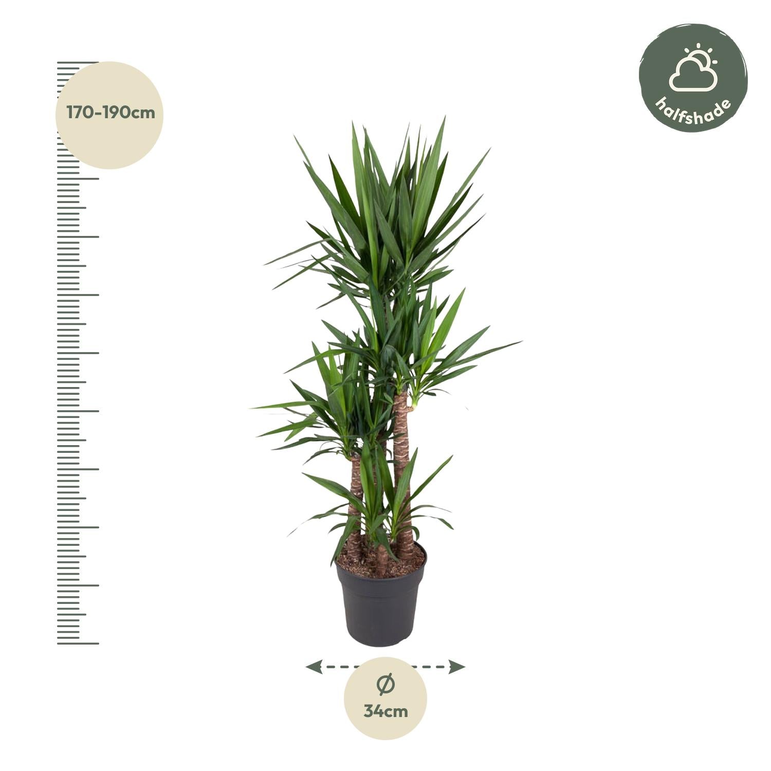 Yucca Elephantipe Ø 34 H 180 cm 2